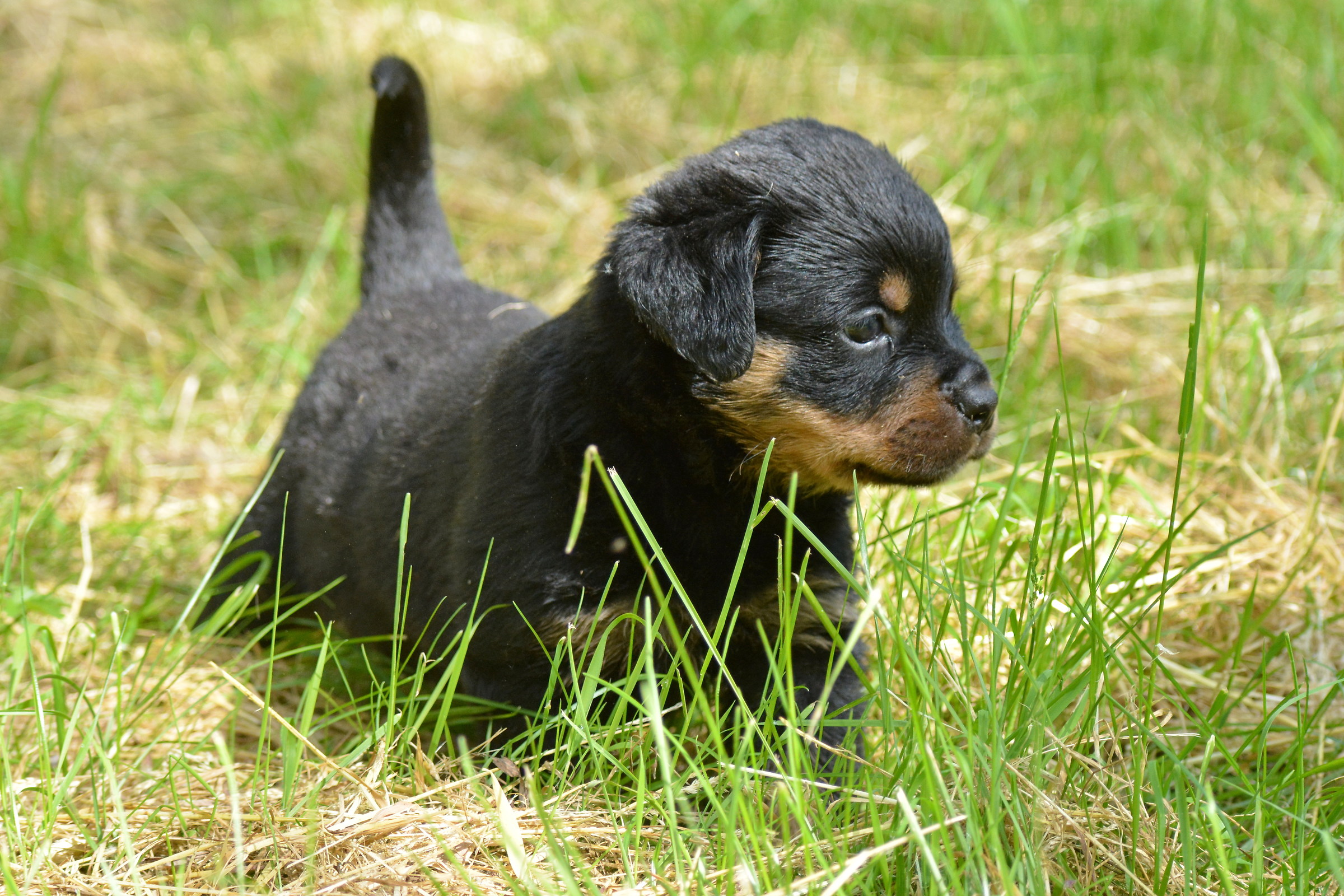 cucciolo di rotwailer