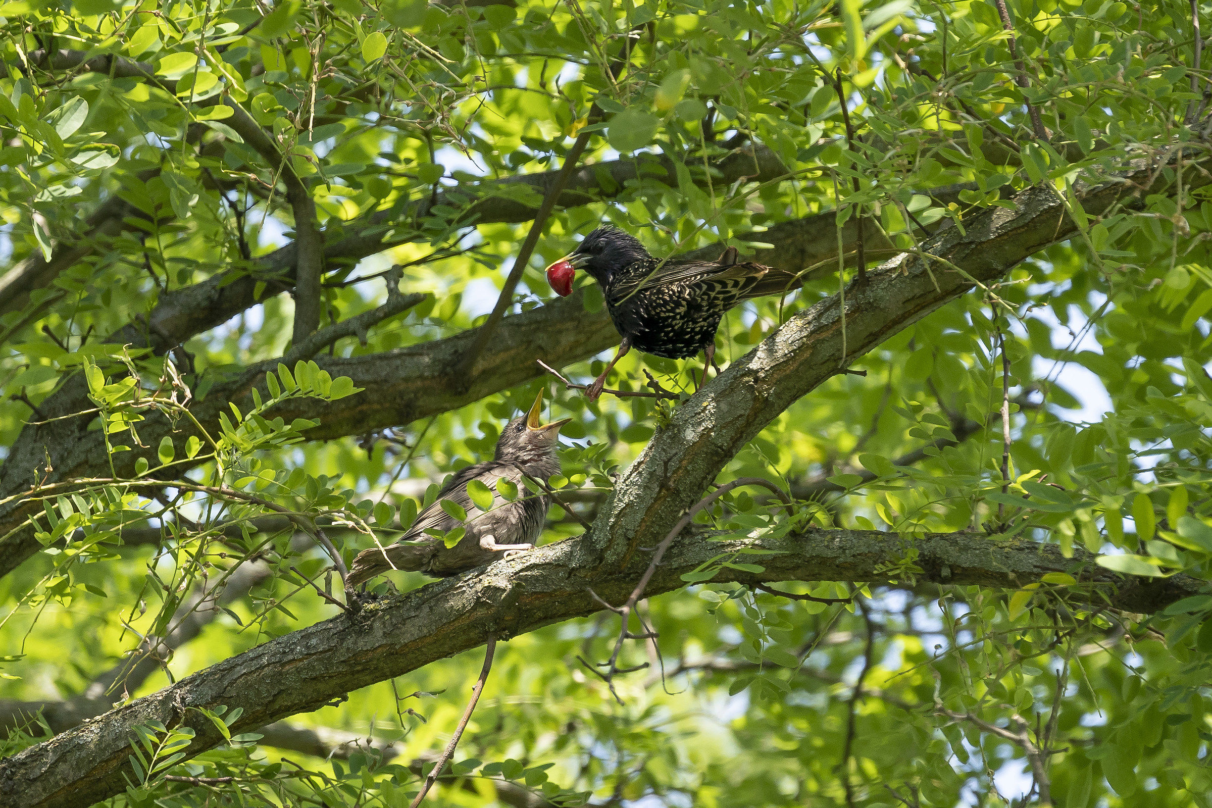 eccoti una ciliegina...