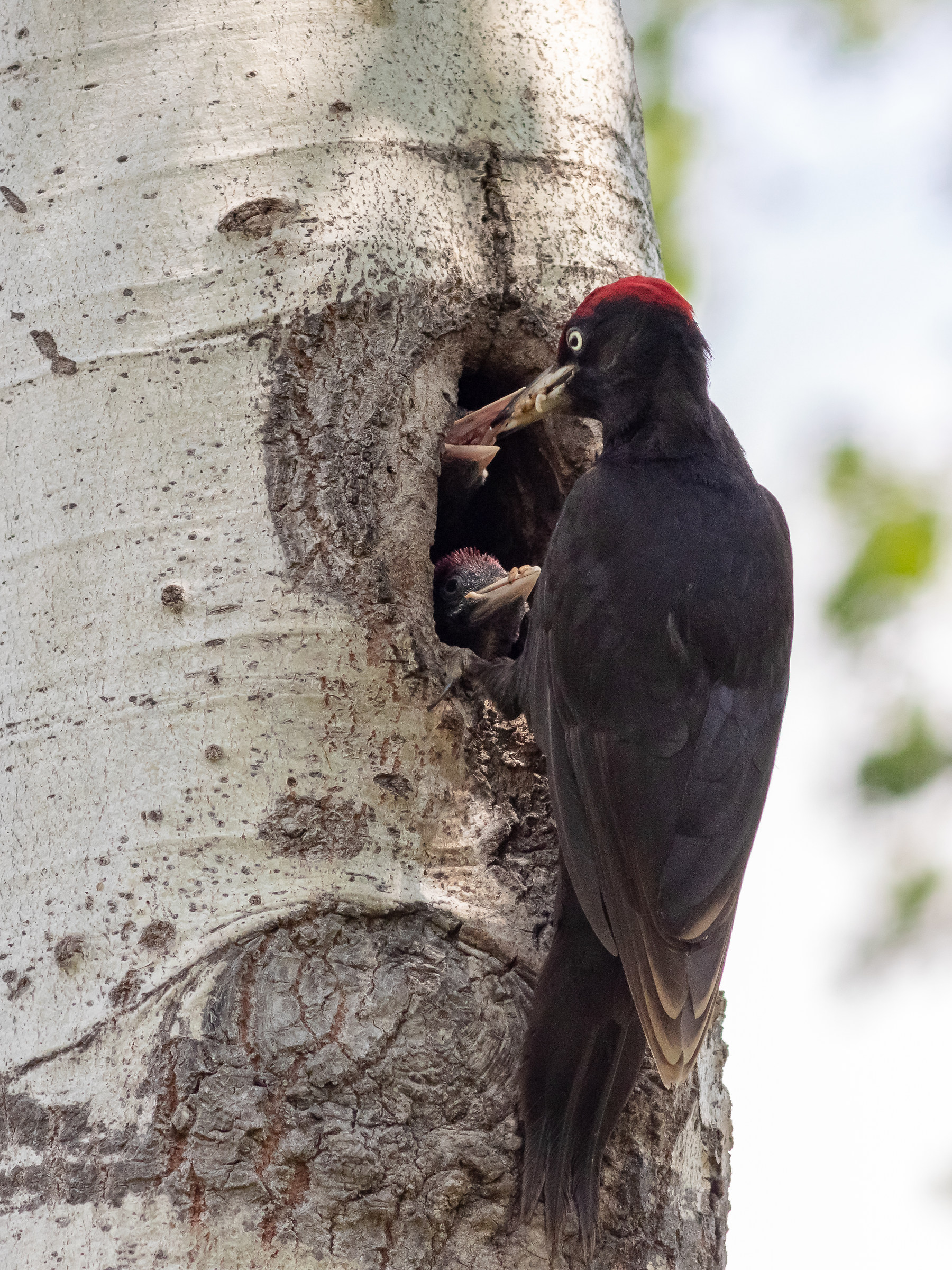 L'imbeccata del papà