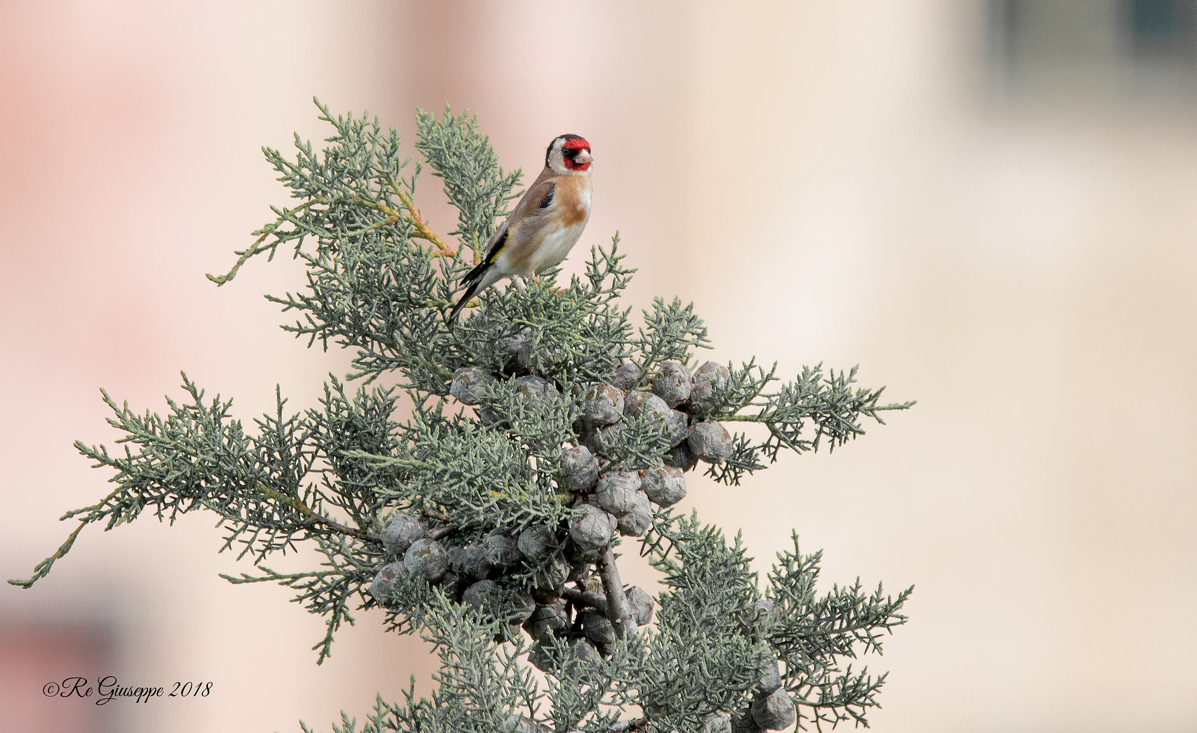 Male Goldfinch