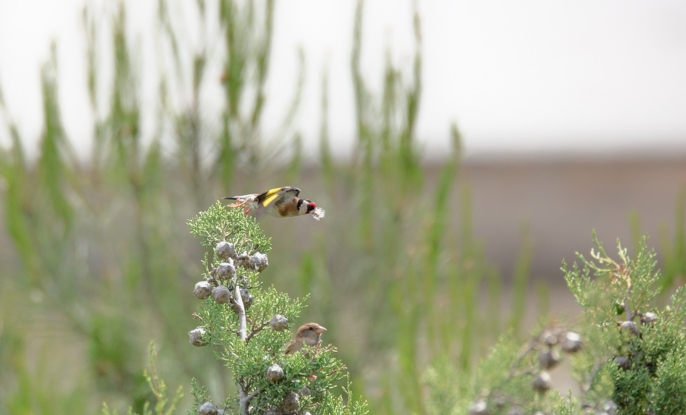 Goldfinch on top