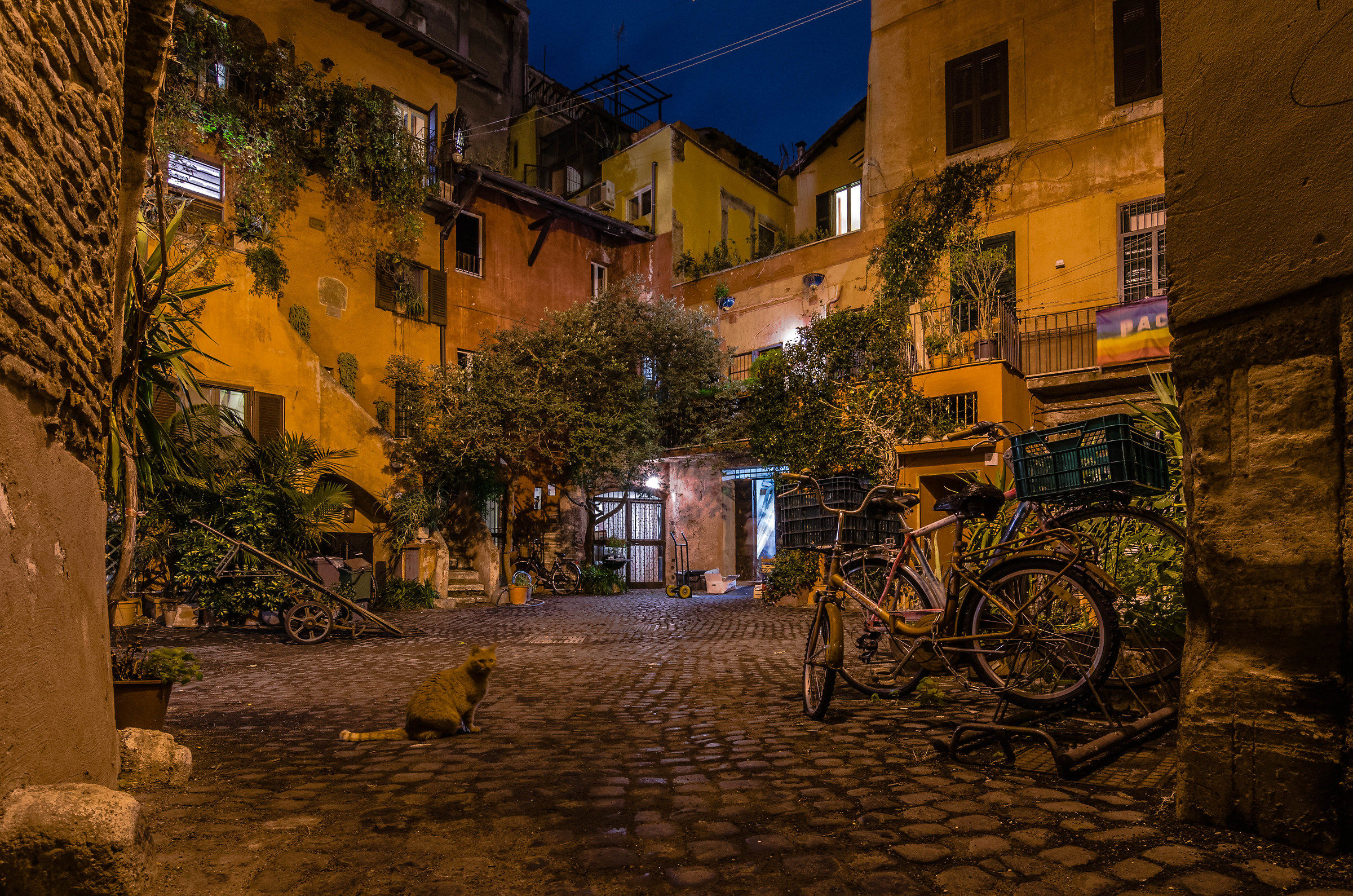 A hidden garden... acetate Arc