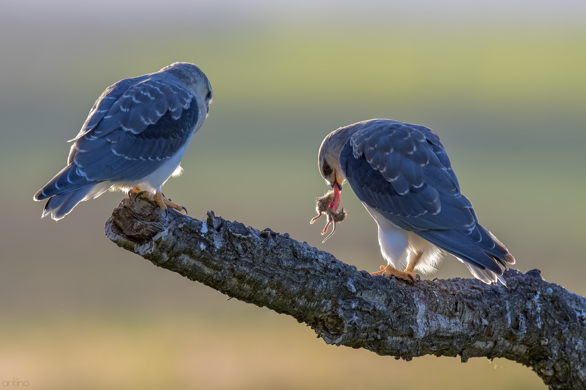 Two young white kites at sunset
