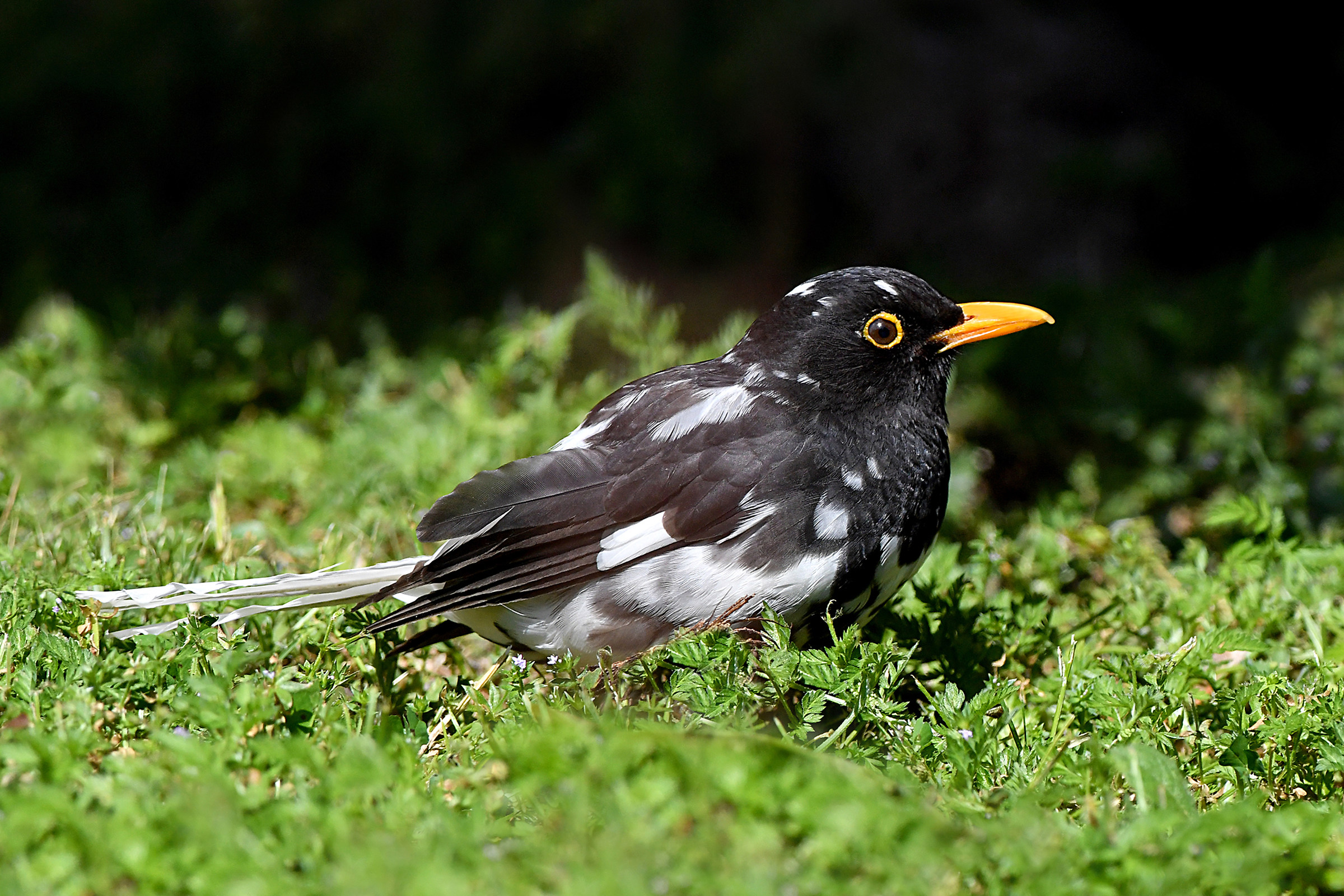 Stories of Feathers 3 (Blackbird)