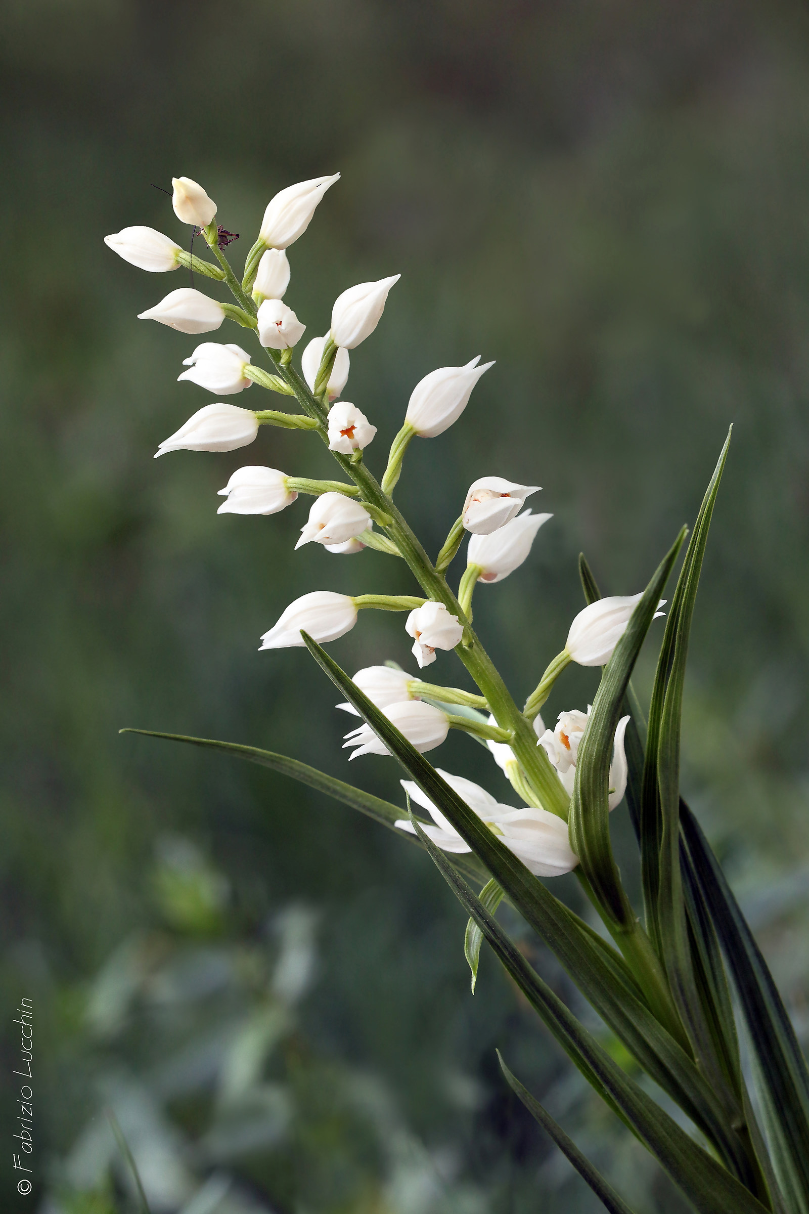 Orchidea spontanea (Cephalantera longifolia)