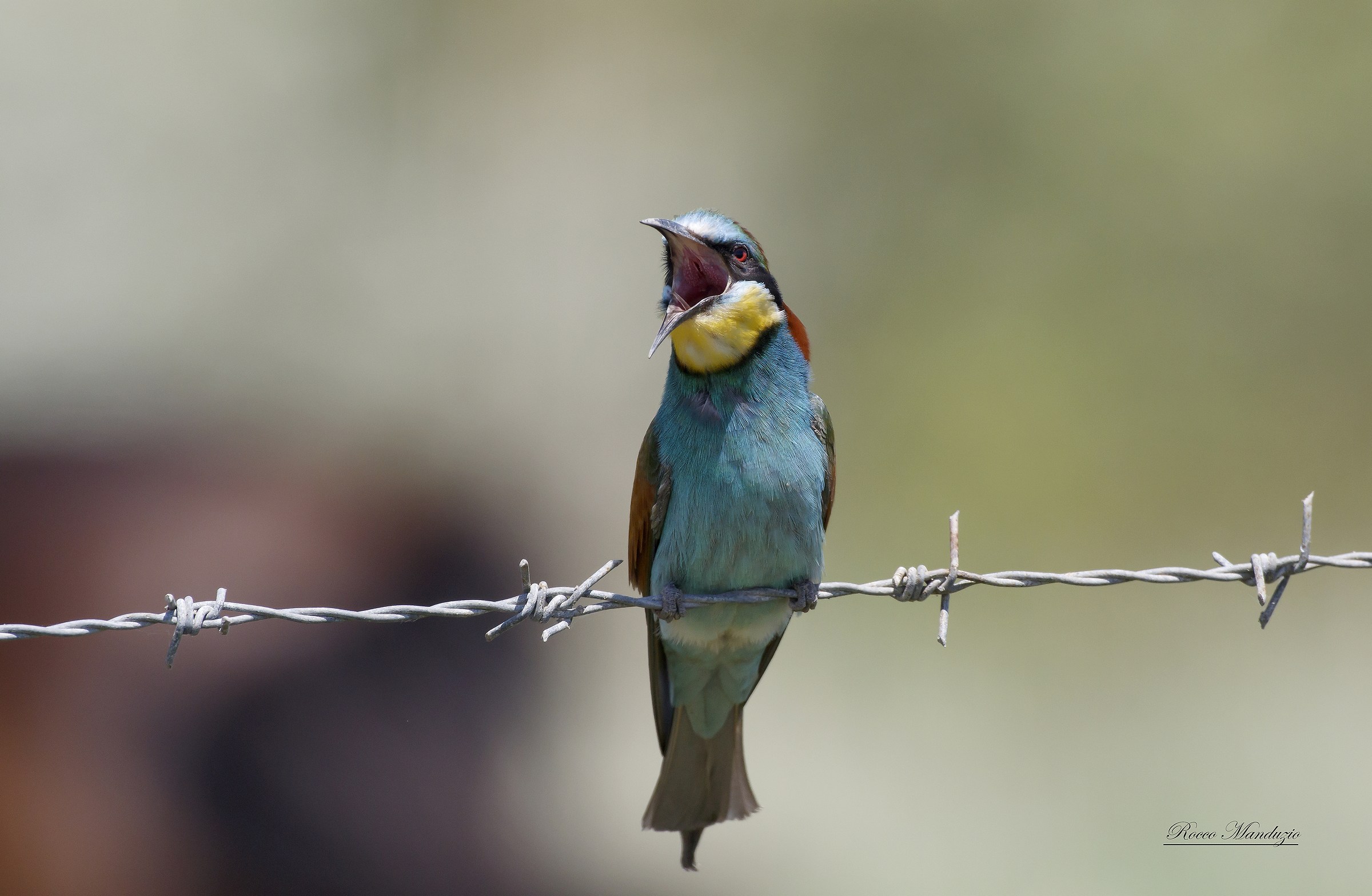 Gruccione arrabbiato