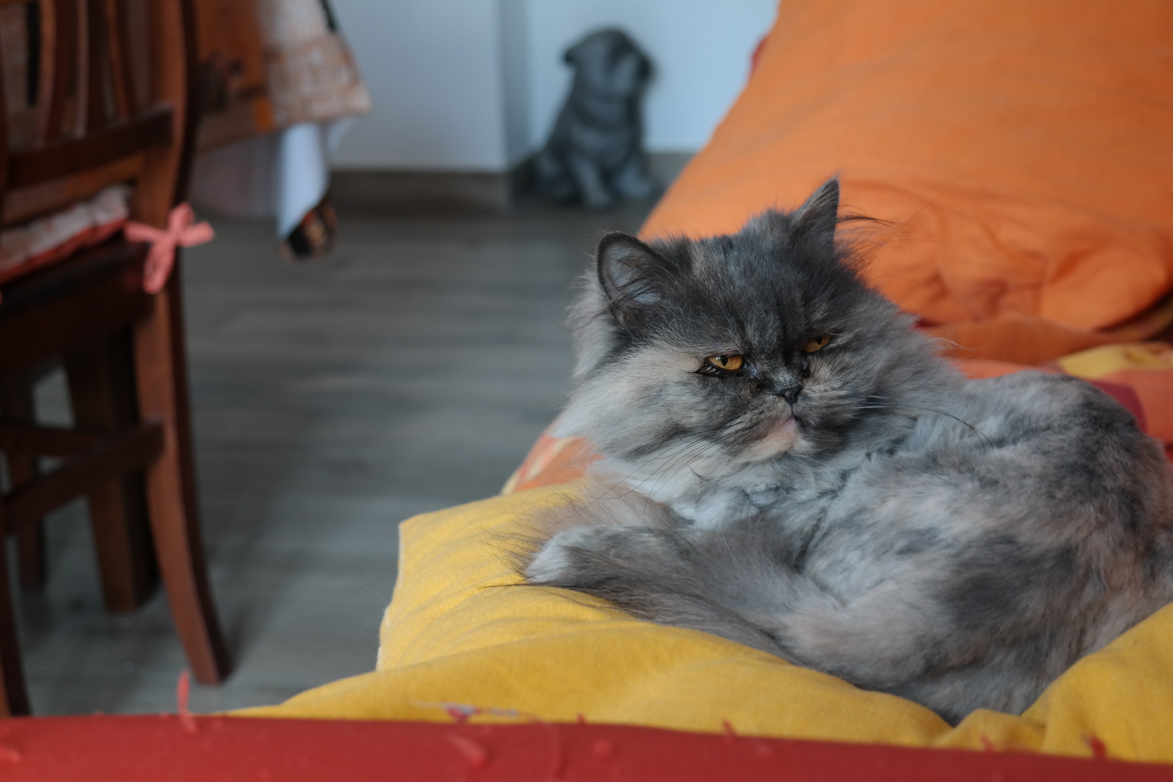 Gatto sul divano