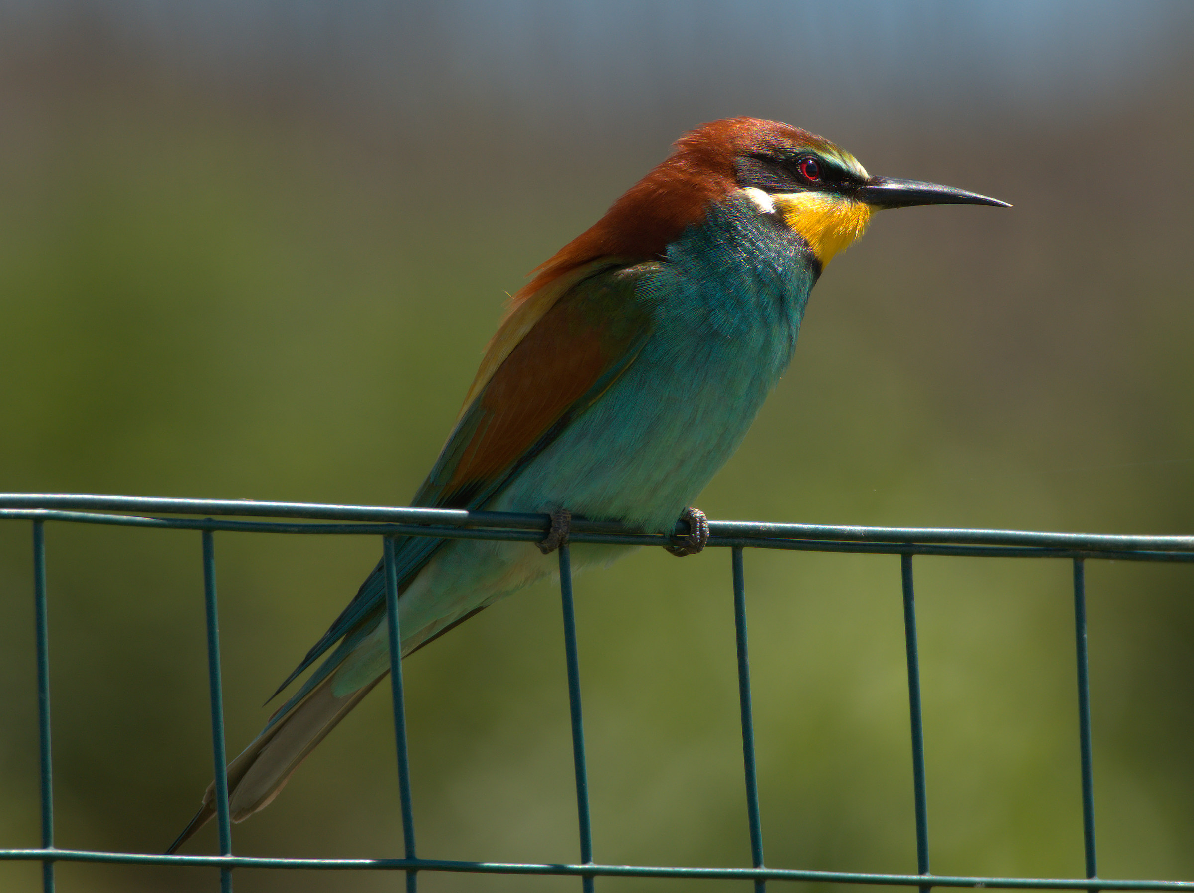 Bee-eater