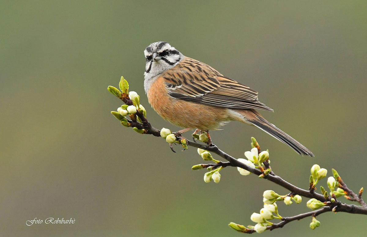 Yellowhammer Muciatto....