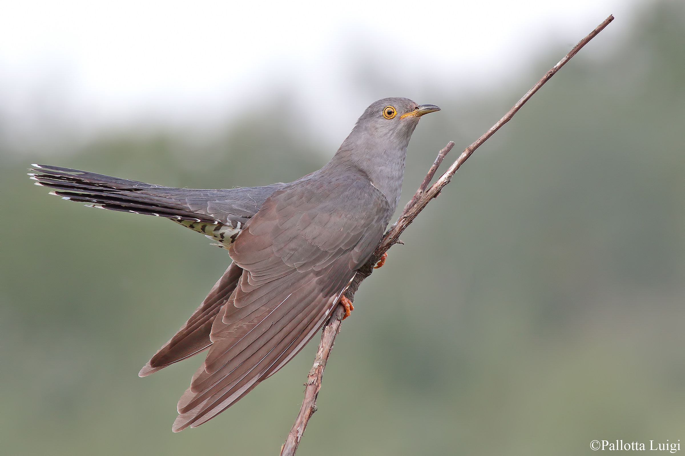 Cuculo (Cuculus canorus)