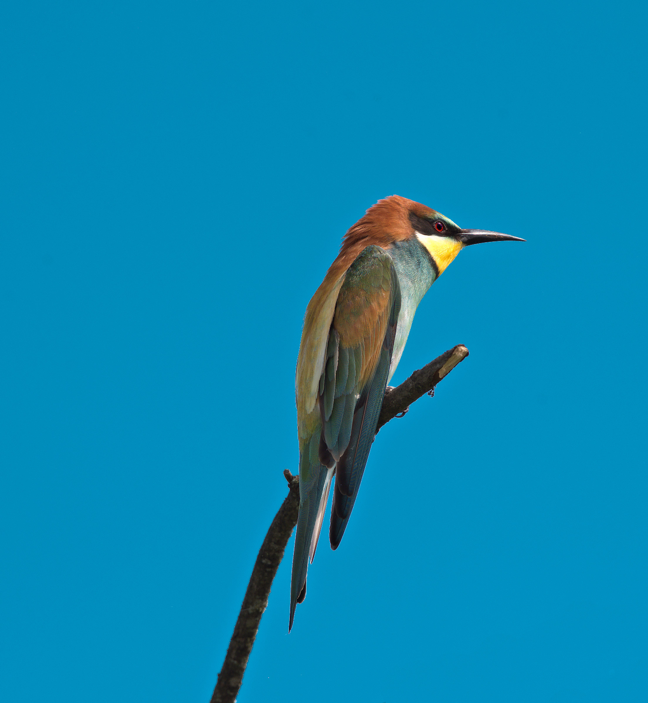 Bee-eater