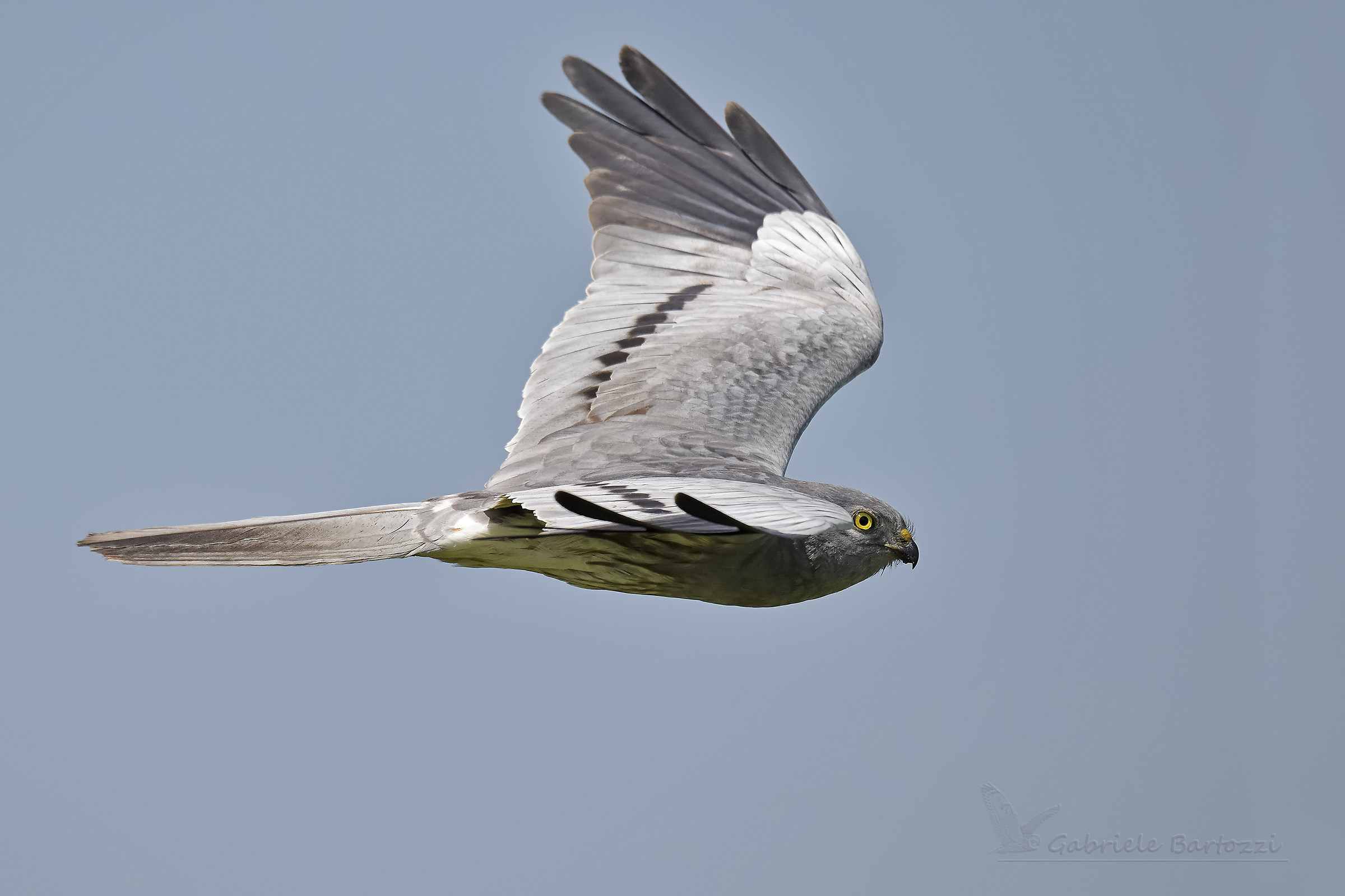Male Minor Harrier