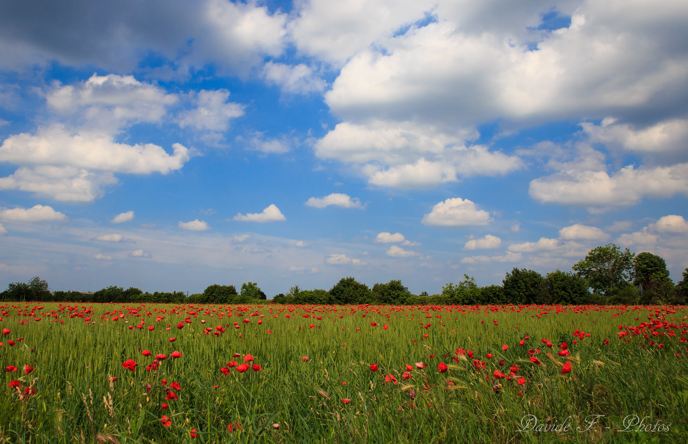 Poppies