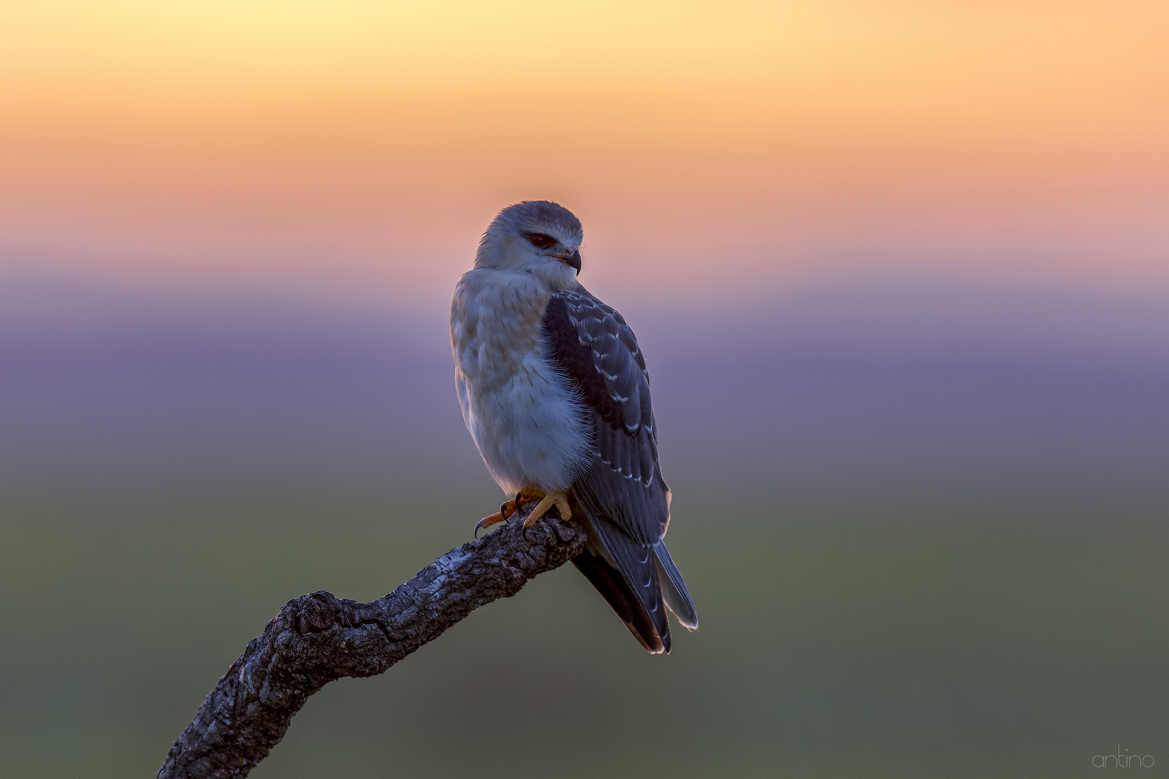 Giovane nibbio bianco a tramonto inoltrato