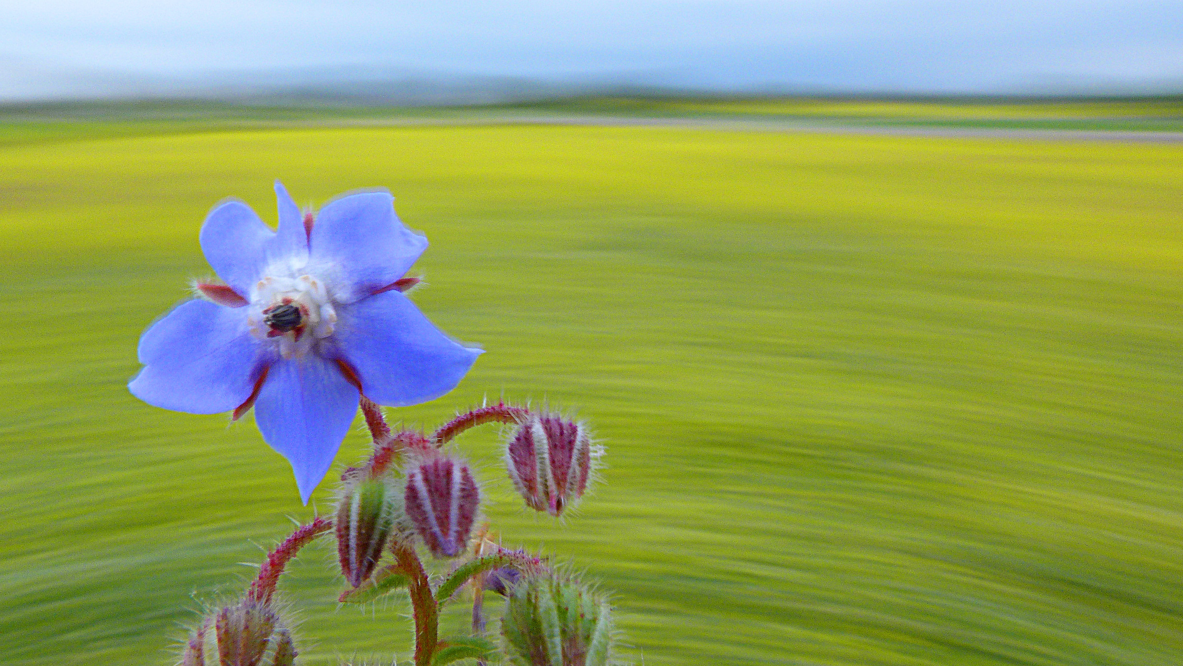Borage Flower: Creative Blur
