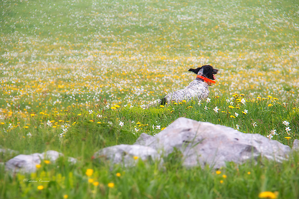 Libero di correre tra i fiori
