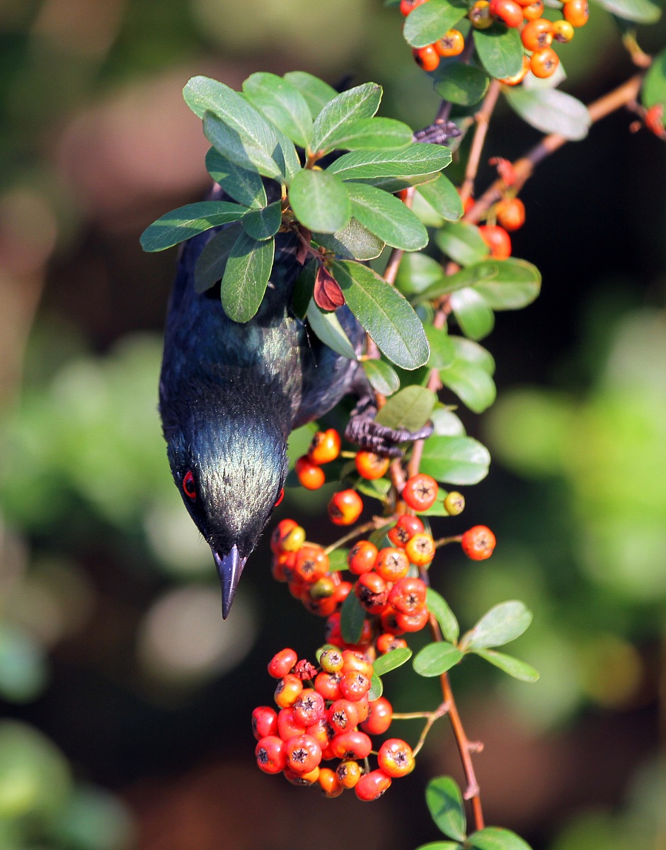 Philippine Glossy Starling--Male