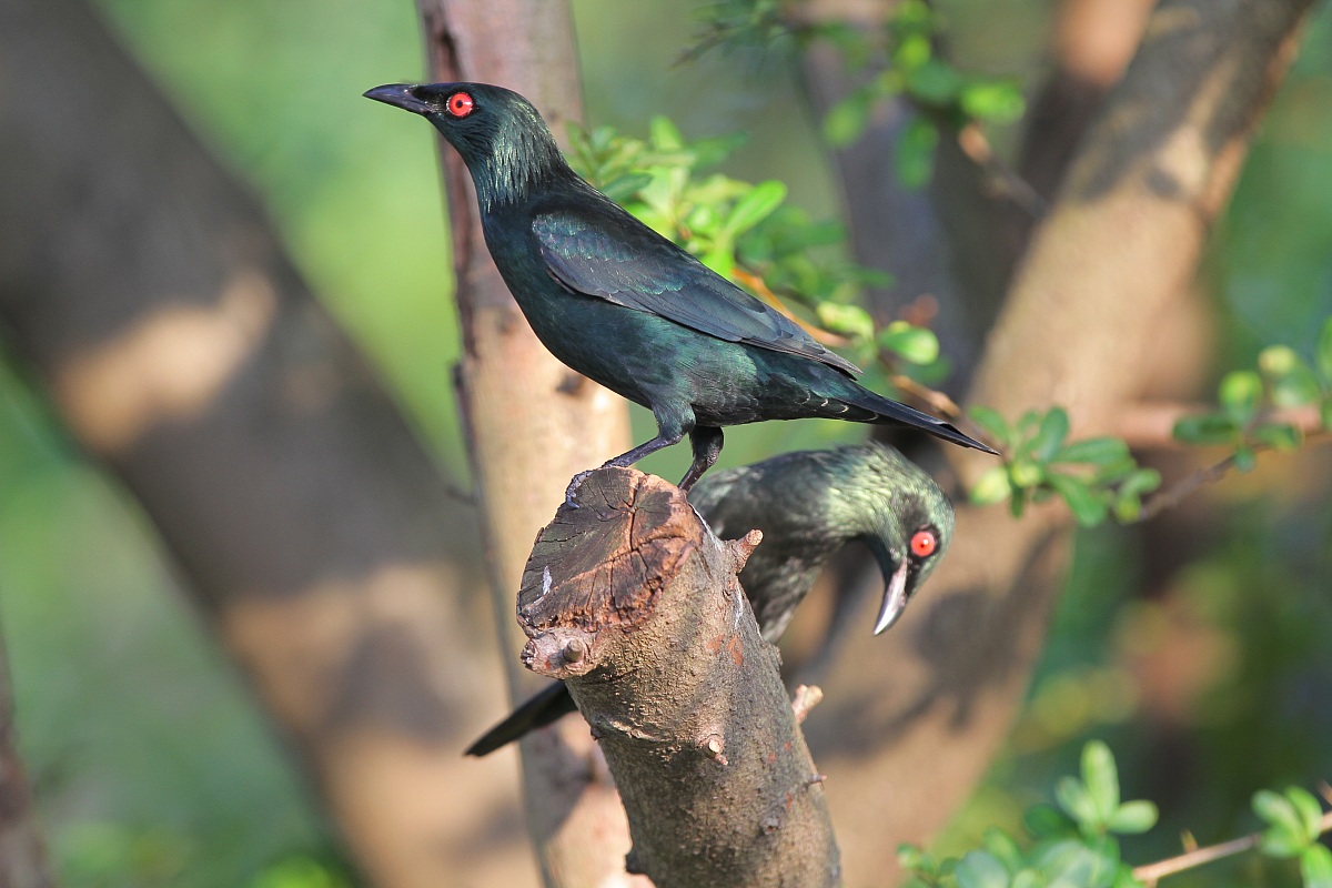 Philippine Glossy Starling--Male