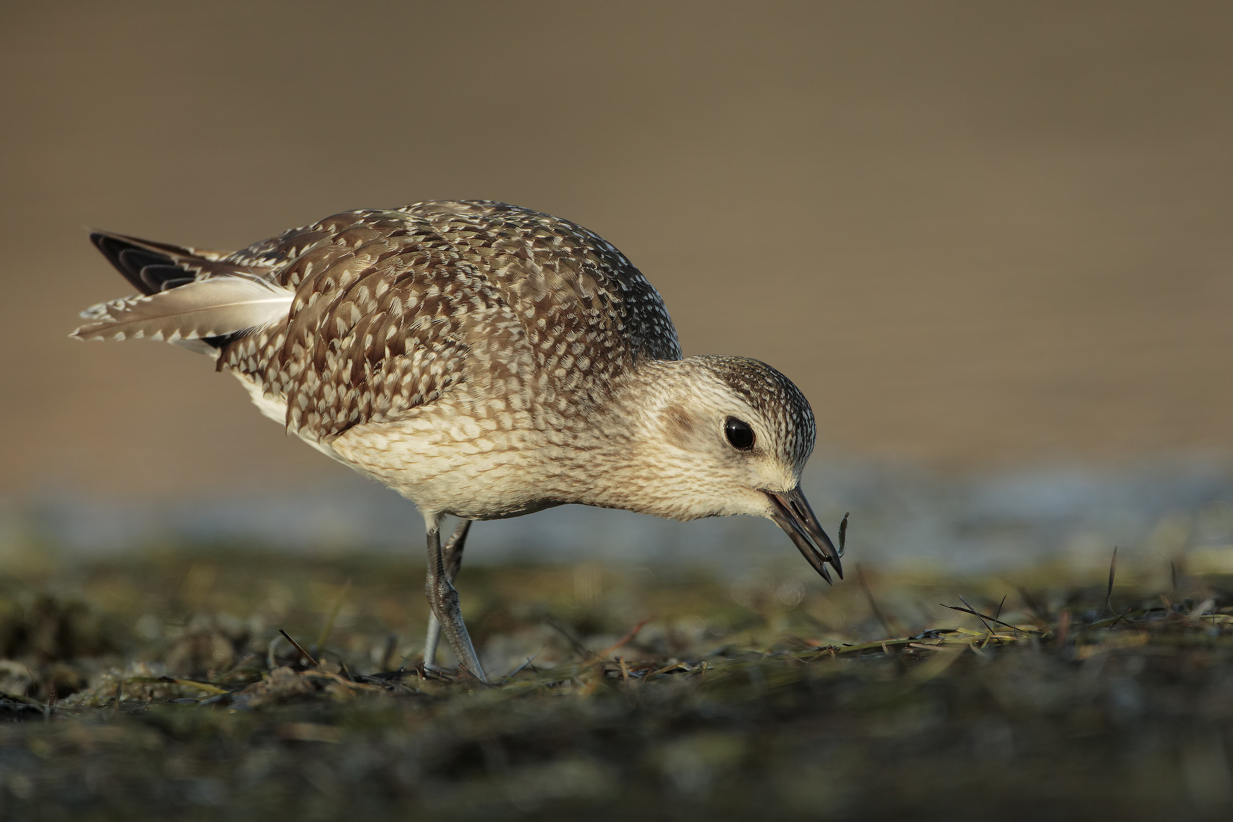 Lo spuntino della pivieressa