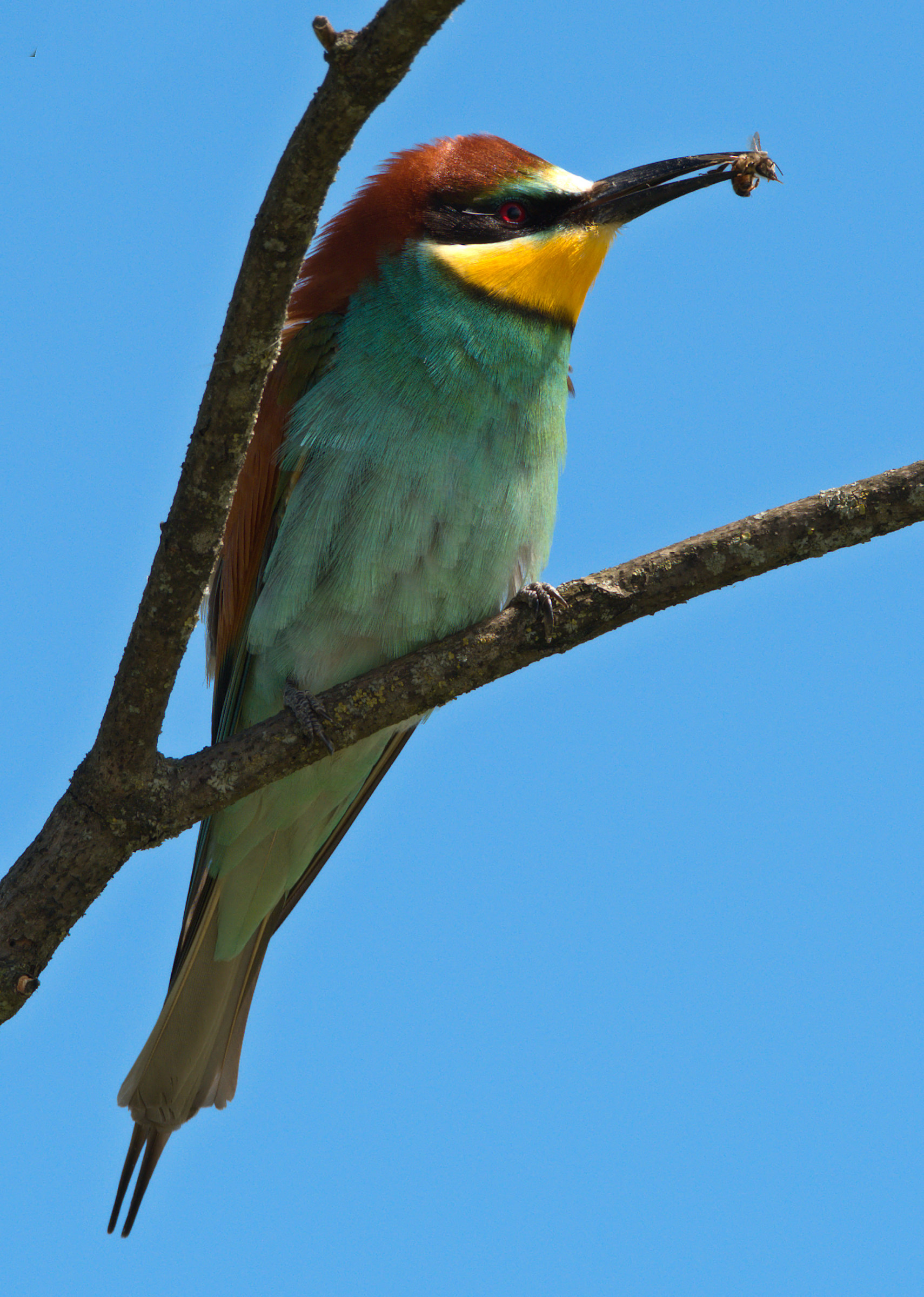 Bee-eater