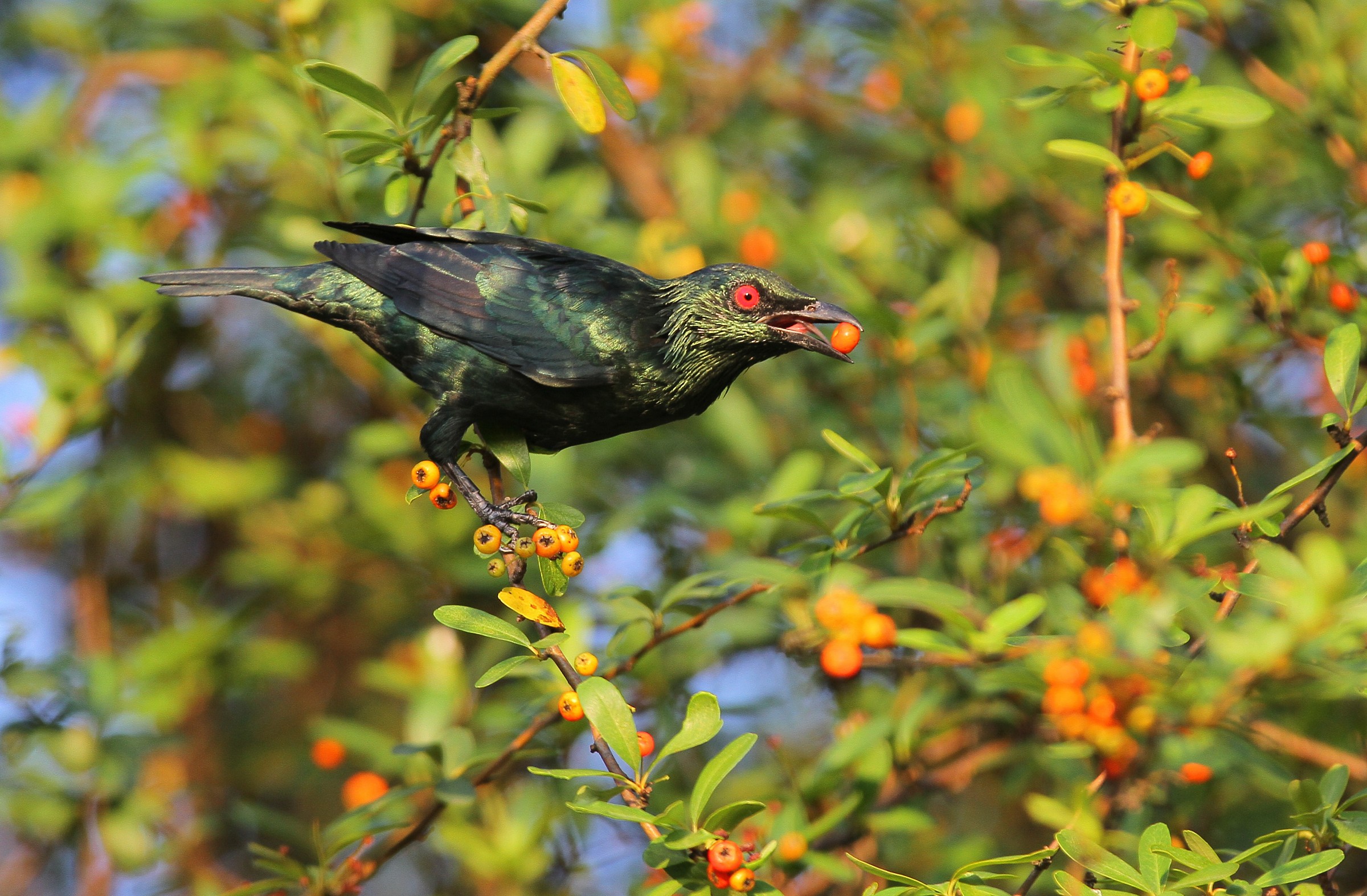 Philippine Glossy Starling--Male
