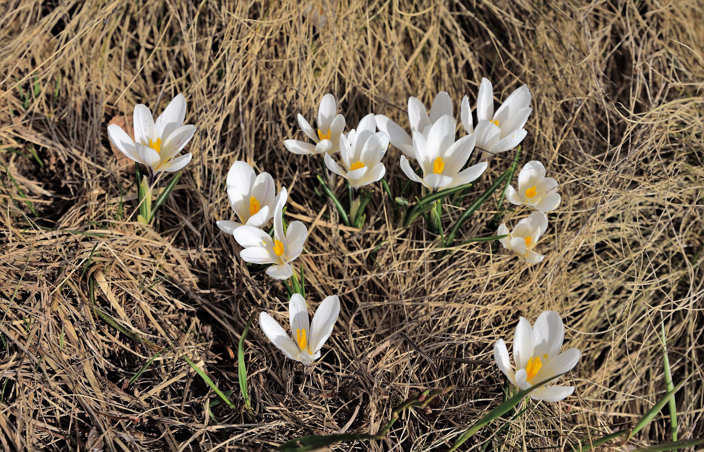 Crocus