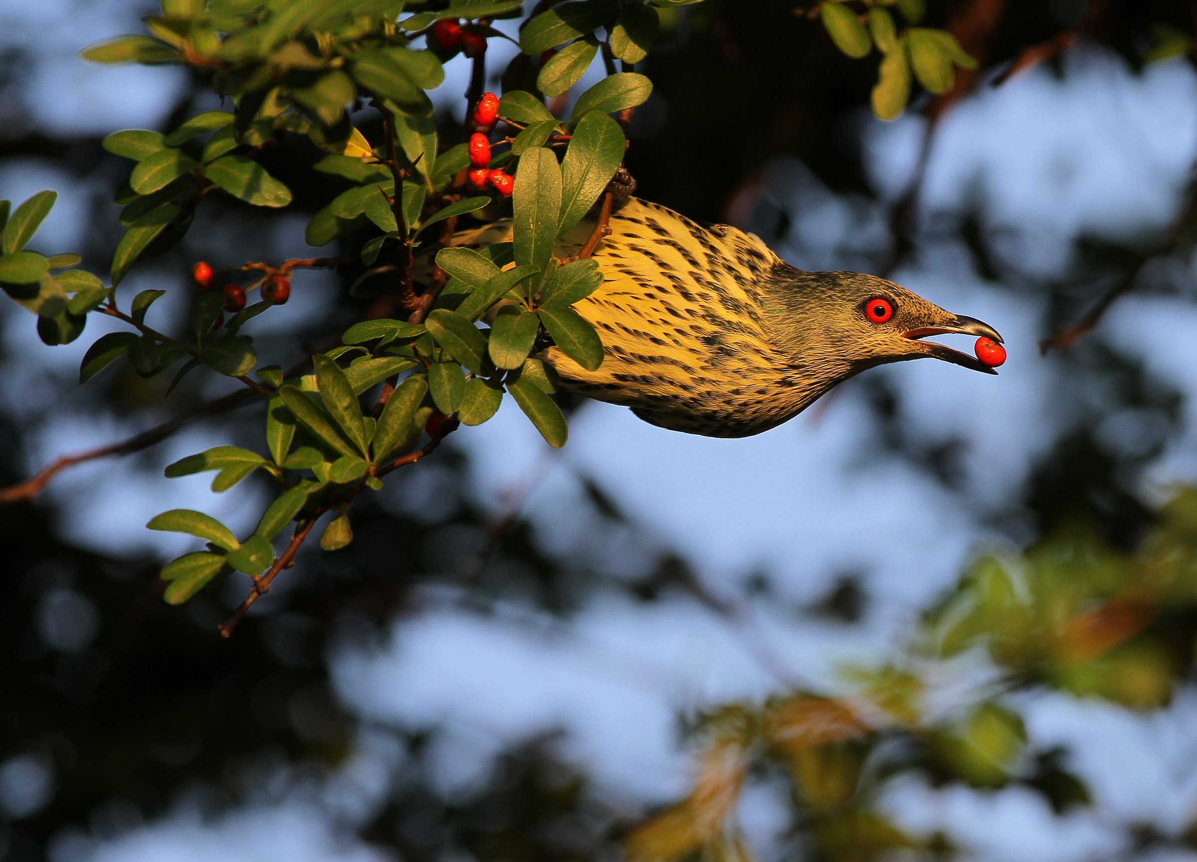 Philippine Glossy Starling--Female