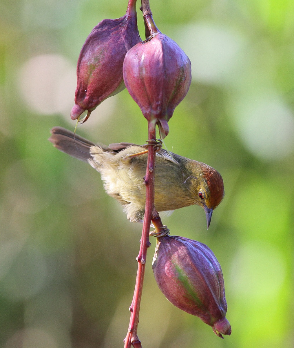 Red headed Babbler