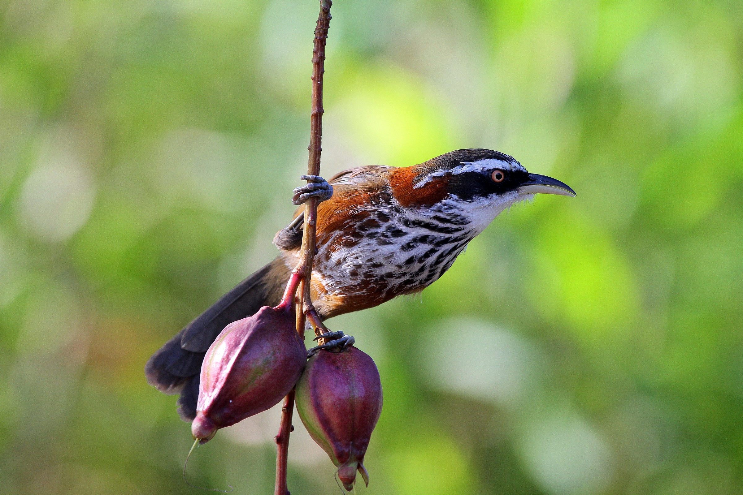 Lesser Scimitar Babbler
