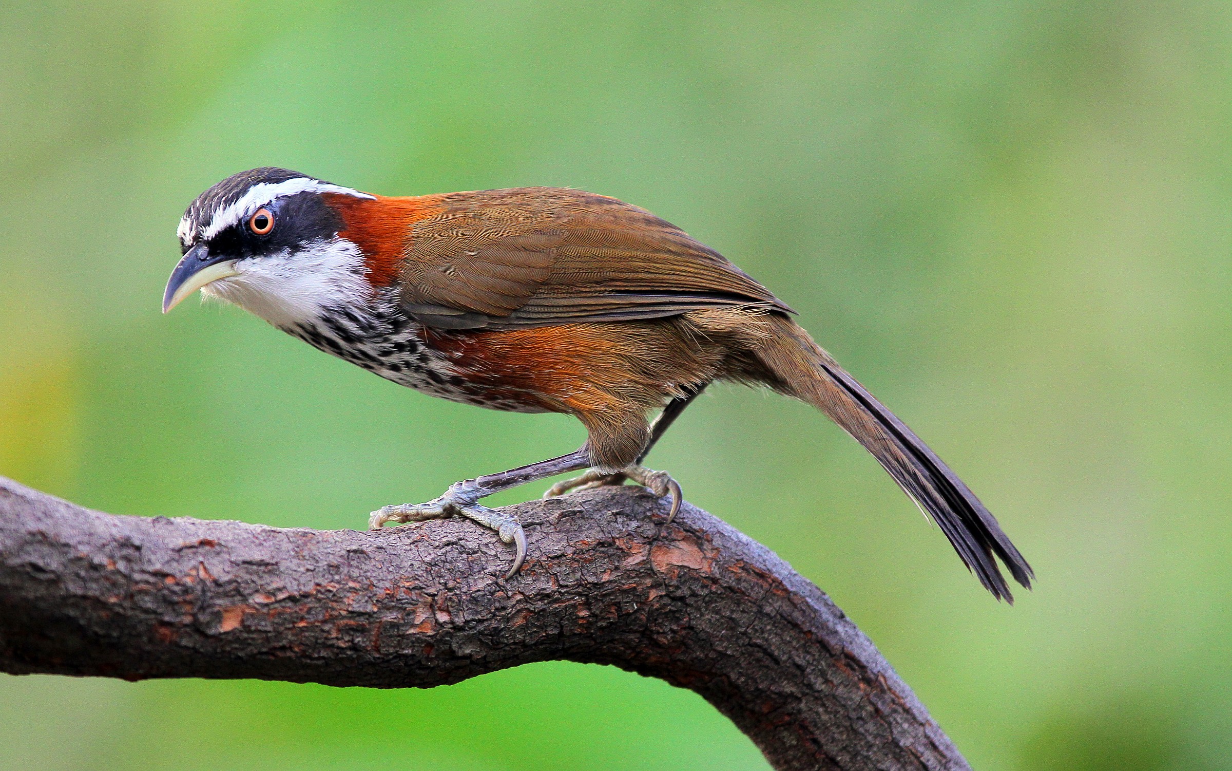 Lesser Scimitar Babbler