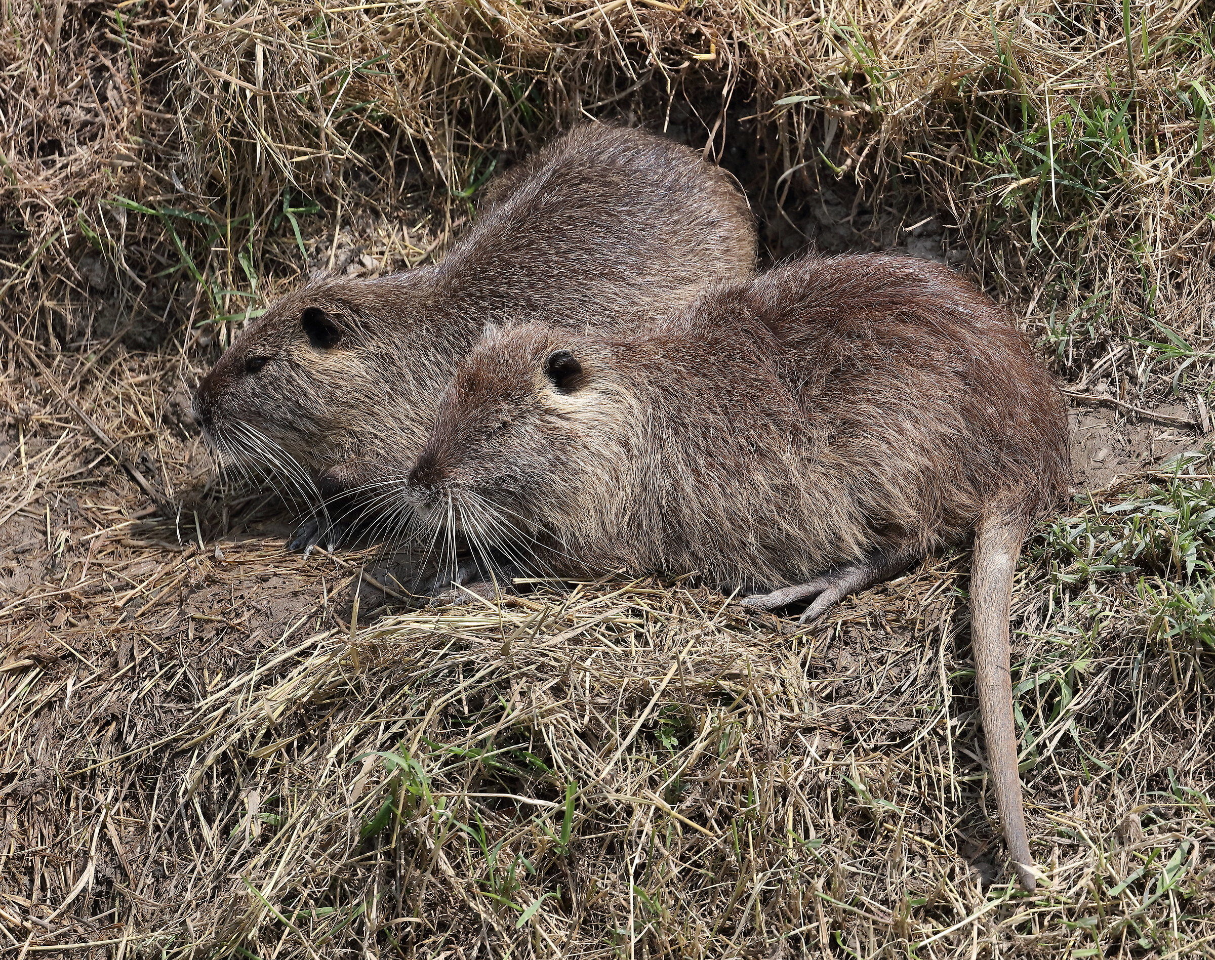 A spasso(in bici) con 5DsR e 100-400