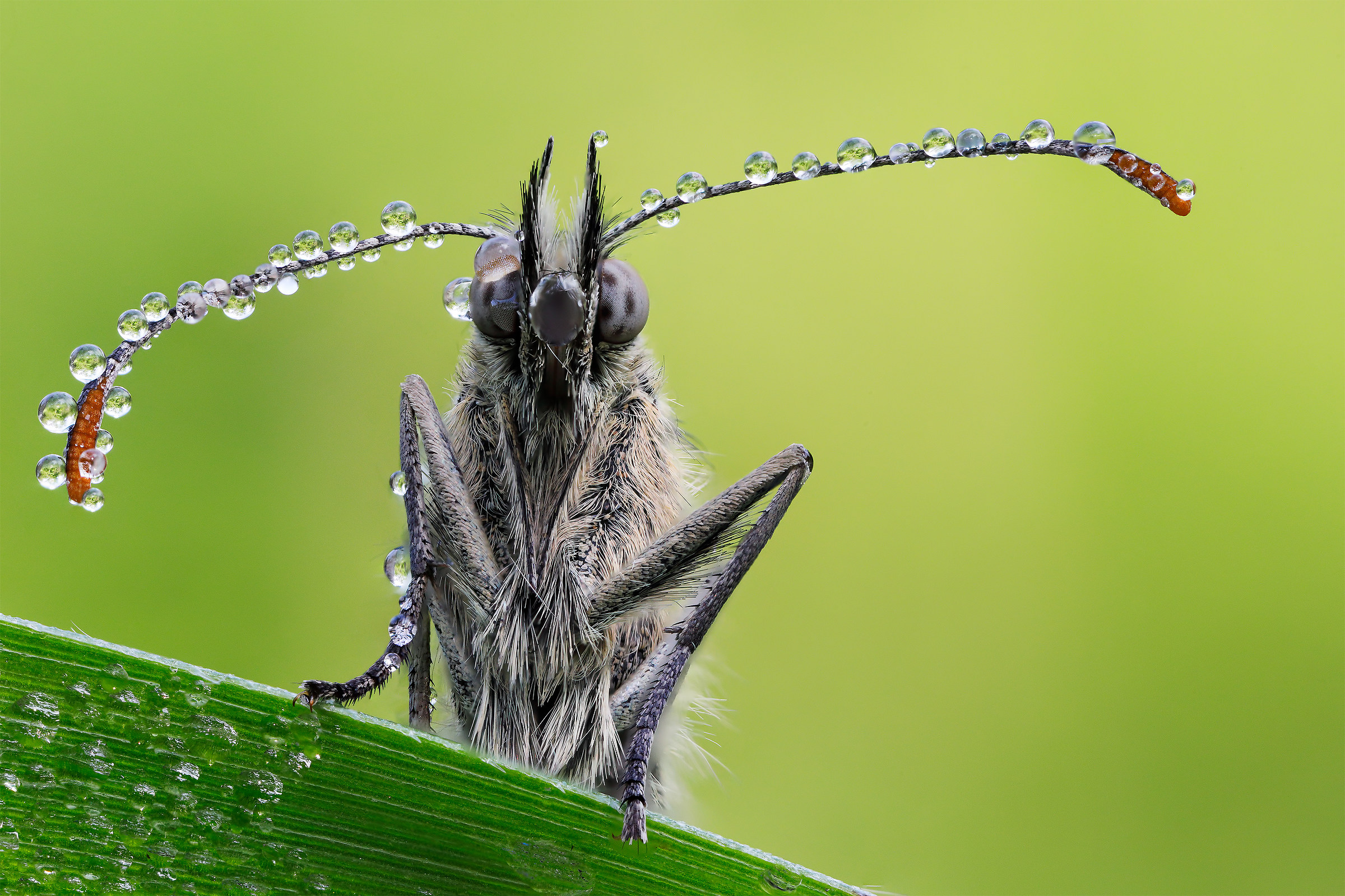 Coenonympha Pamphilus