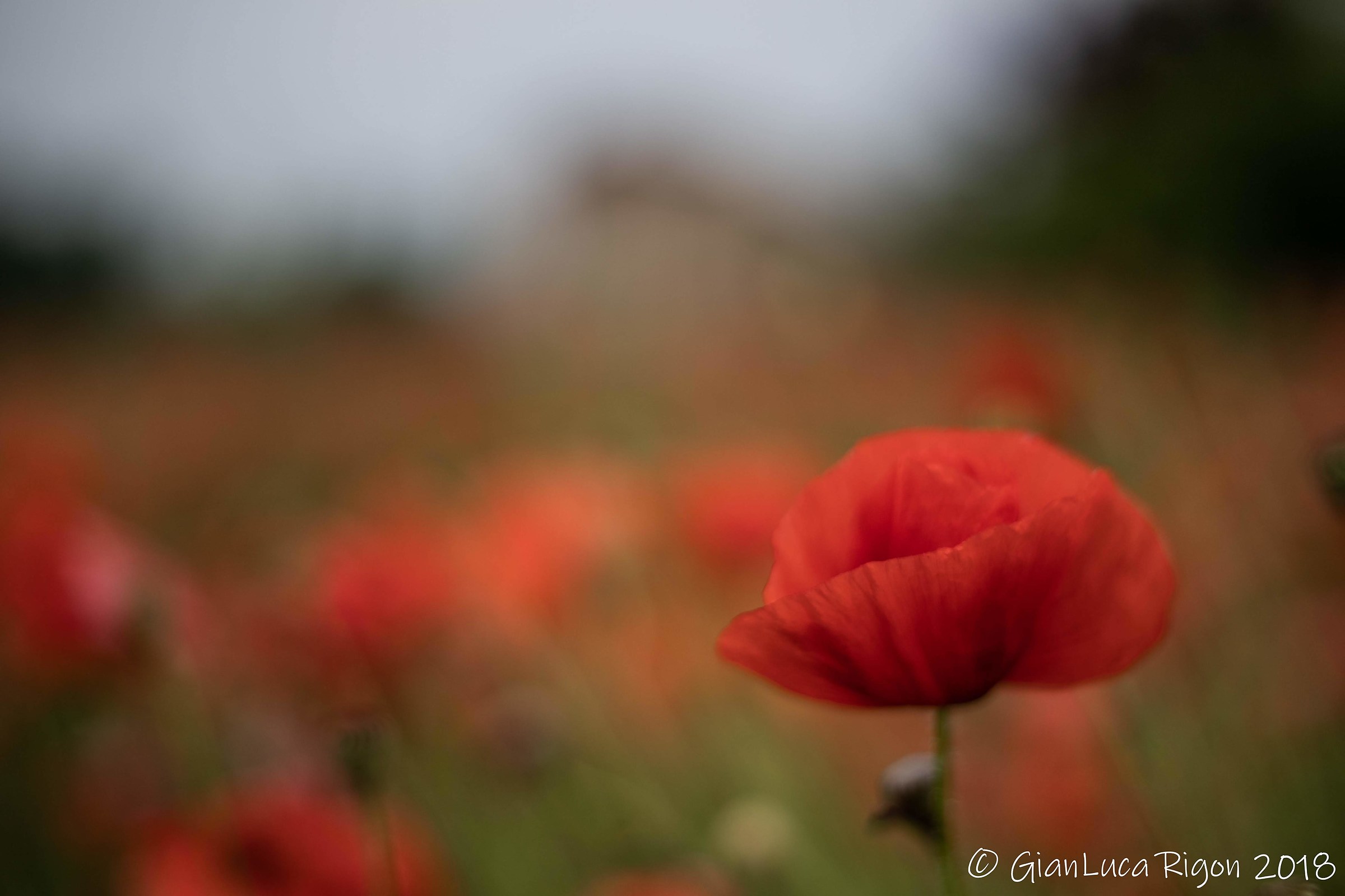 Poppies (s) flowers