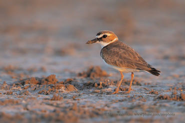 Charadrius wilsonia