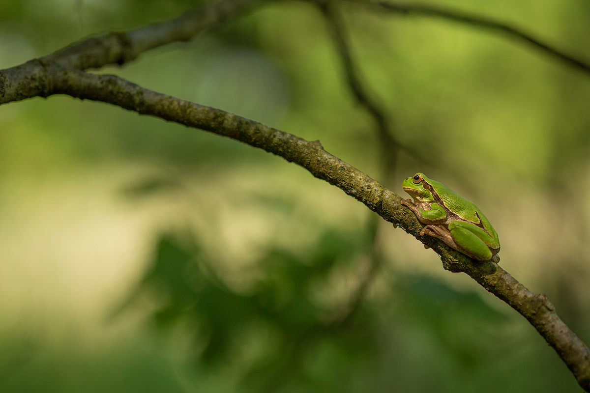 Raganella (Hyla intermedia)