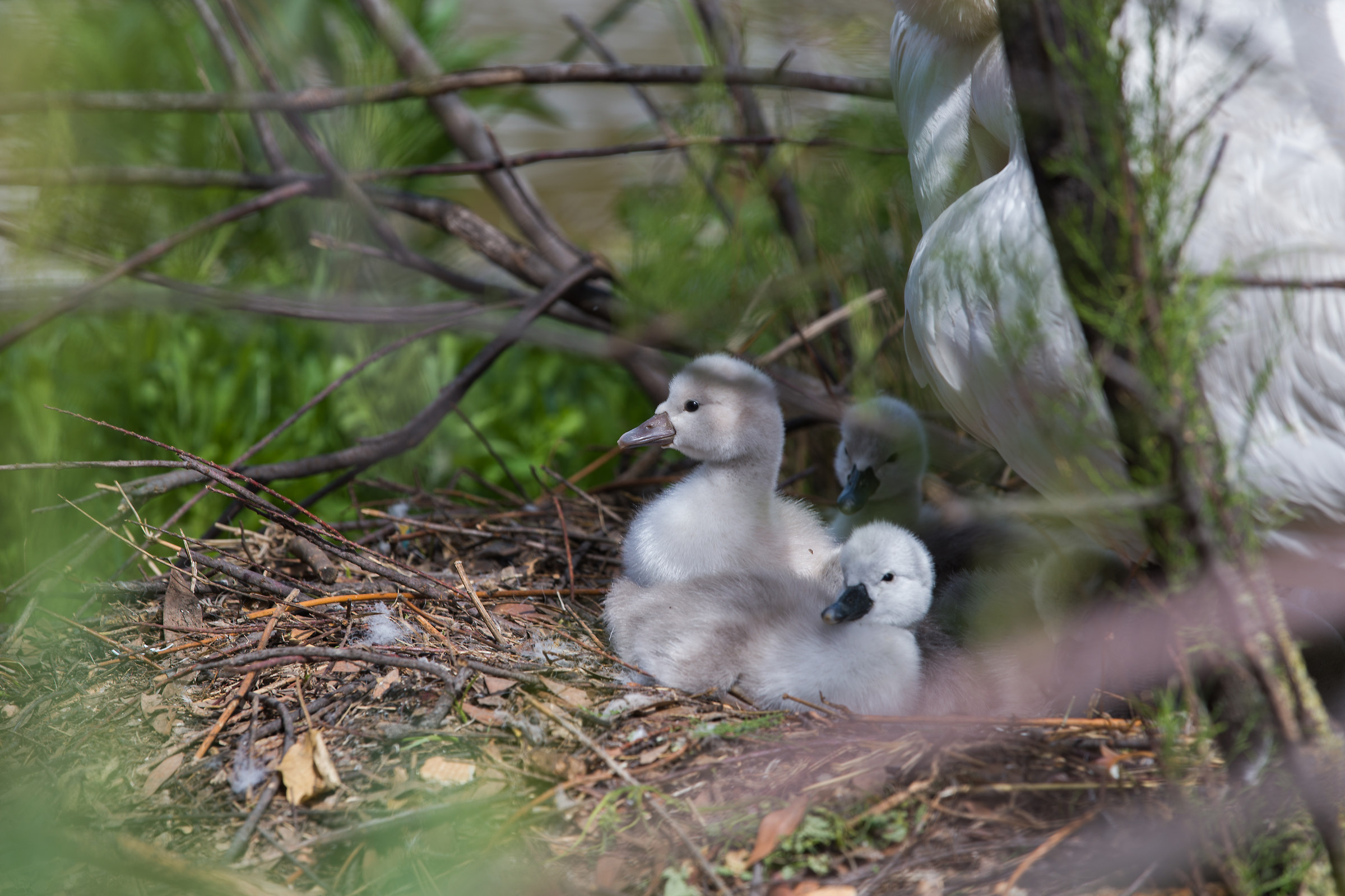 The brood of the Swans 02