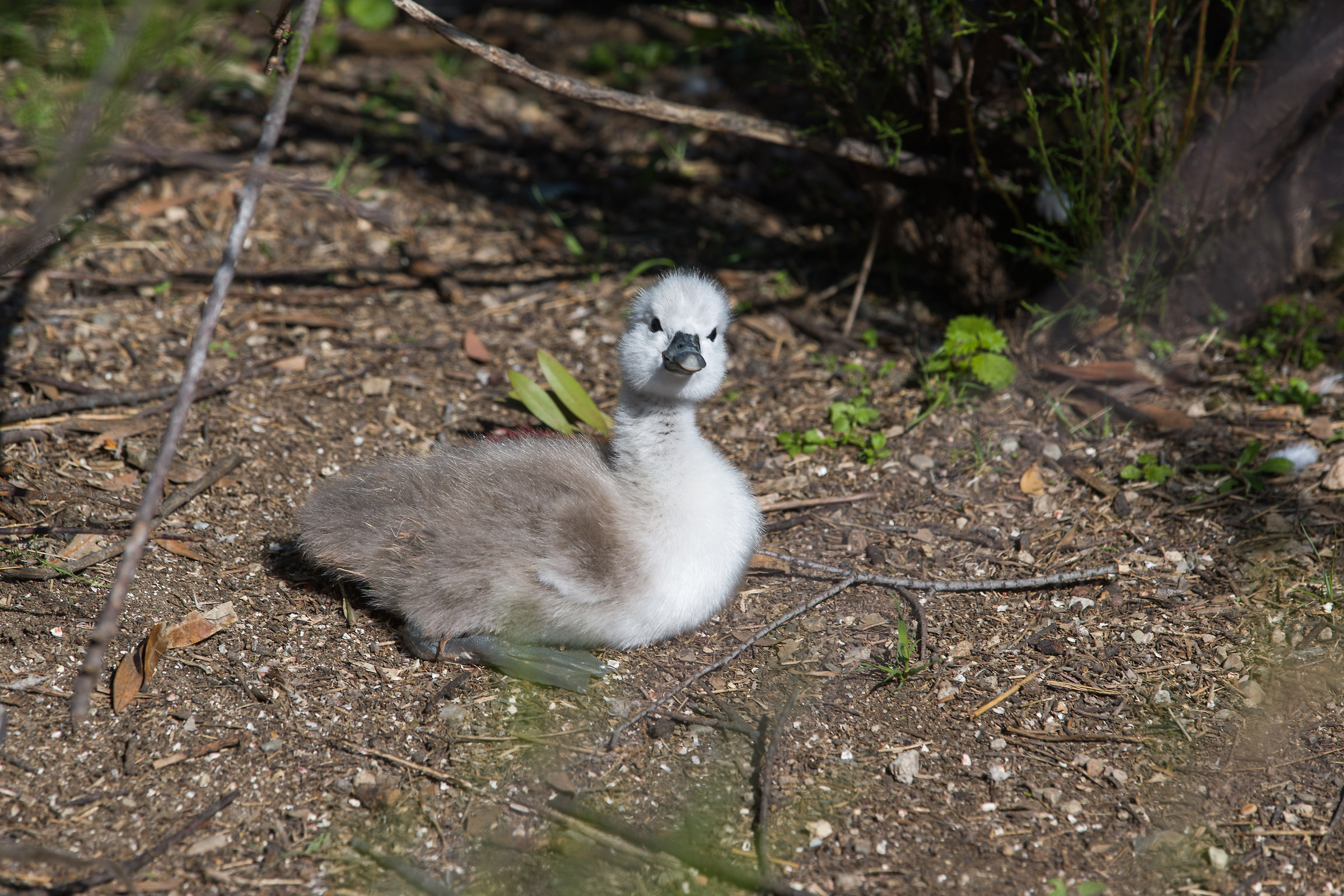 Il piccolo esploratore