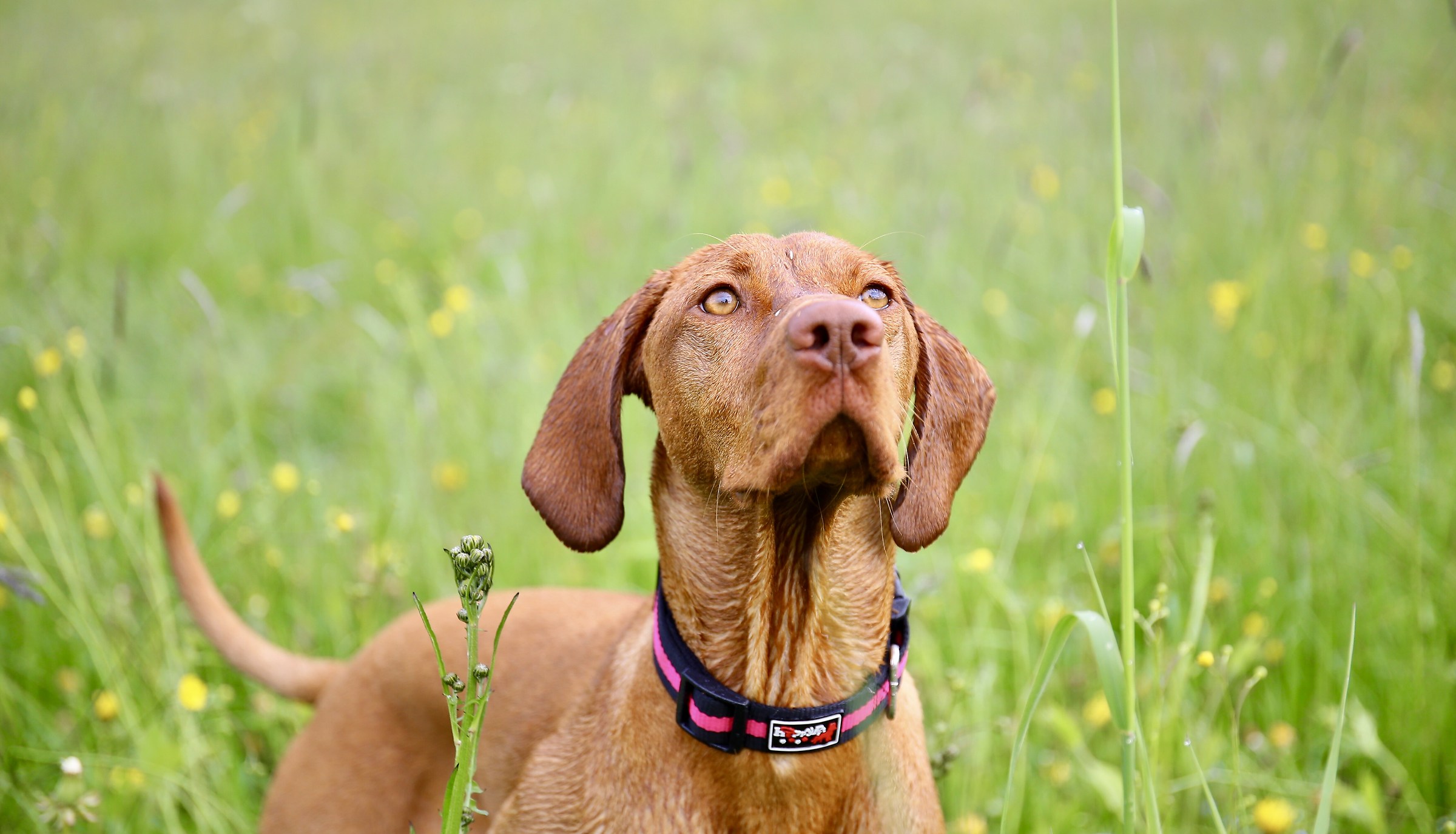 Vizsla
