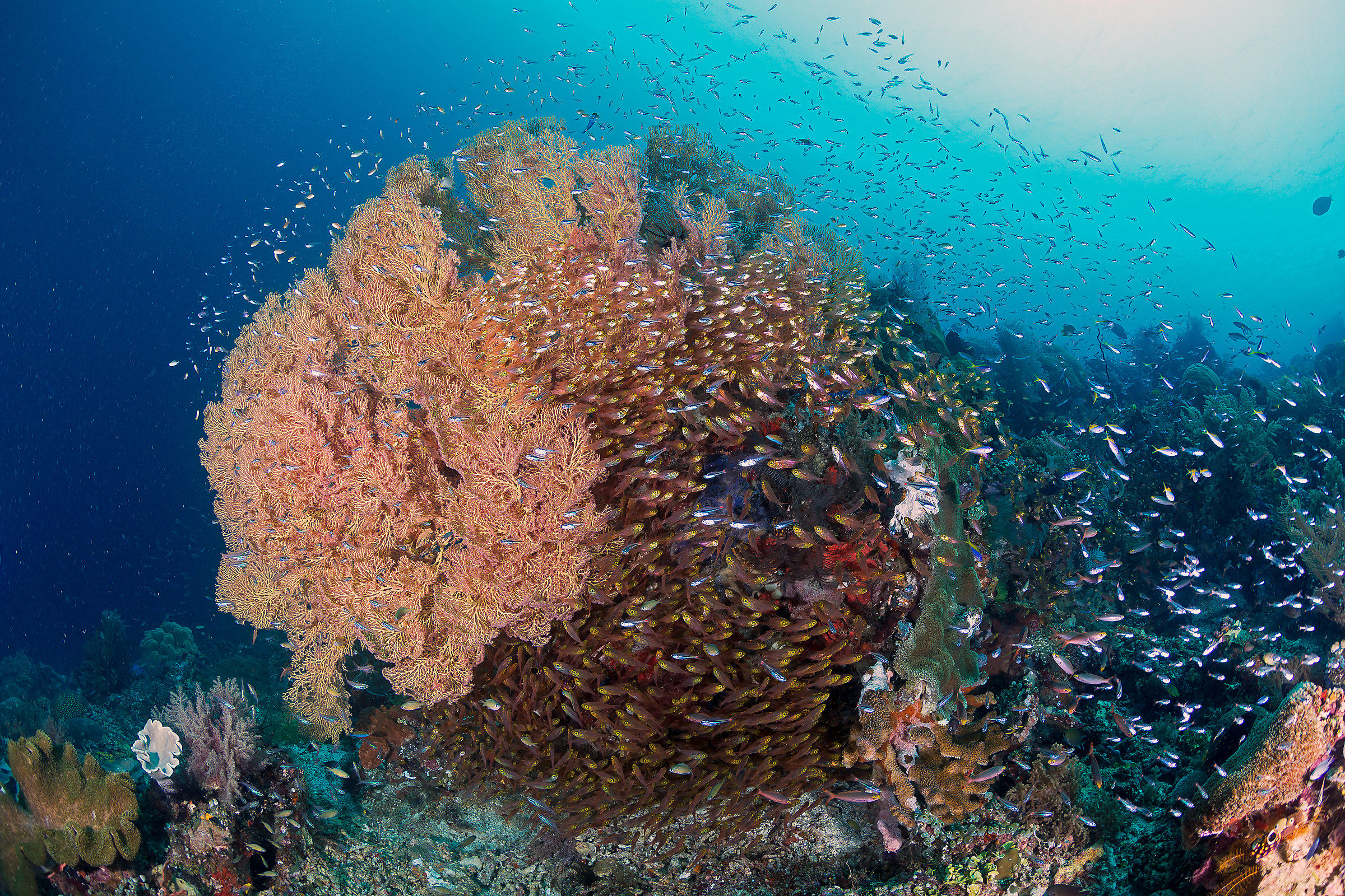 Sea fans and Glass fish