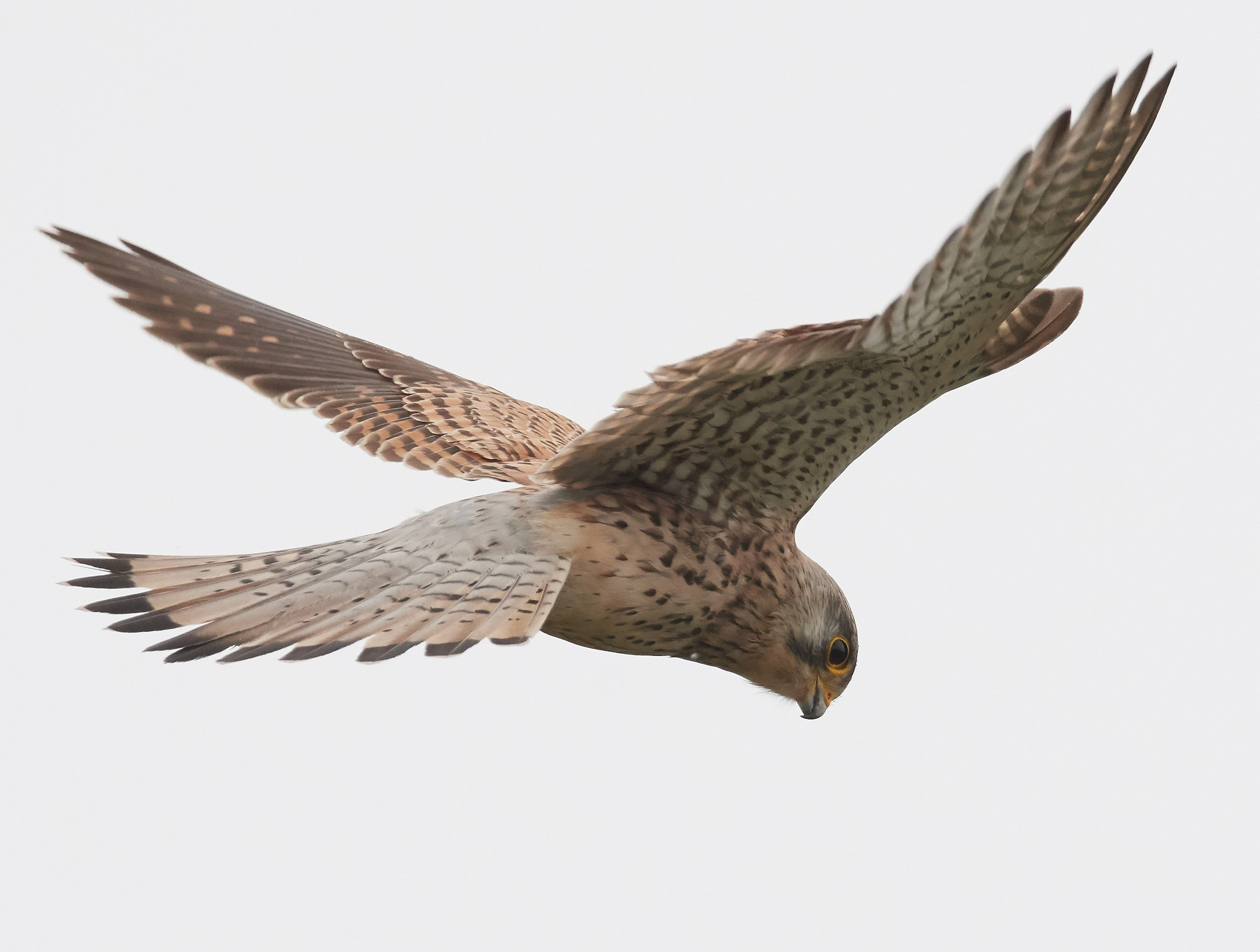 Preghiera del gheppio