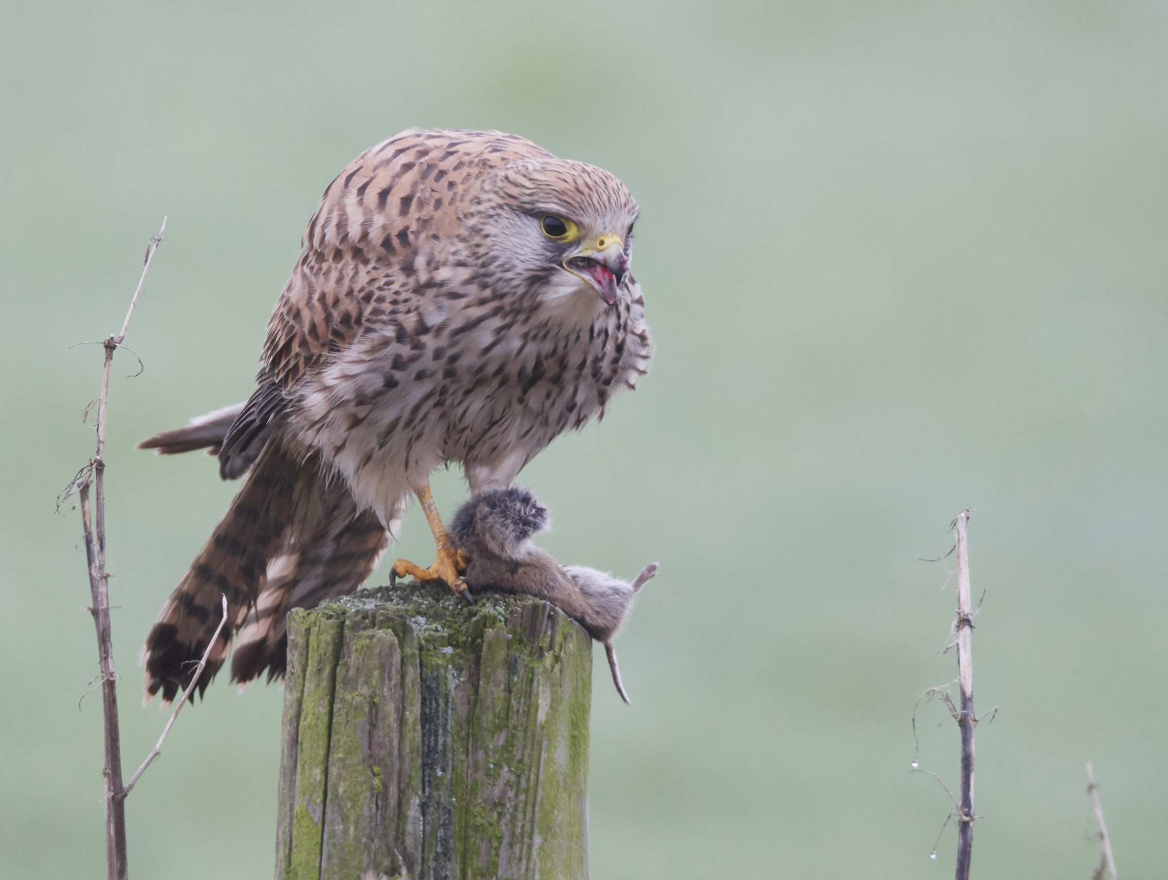 Gheppio che uccide la sua preda