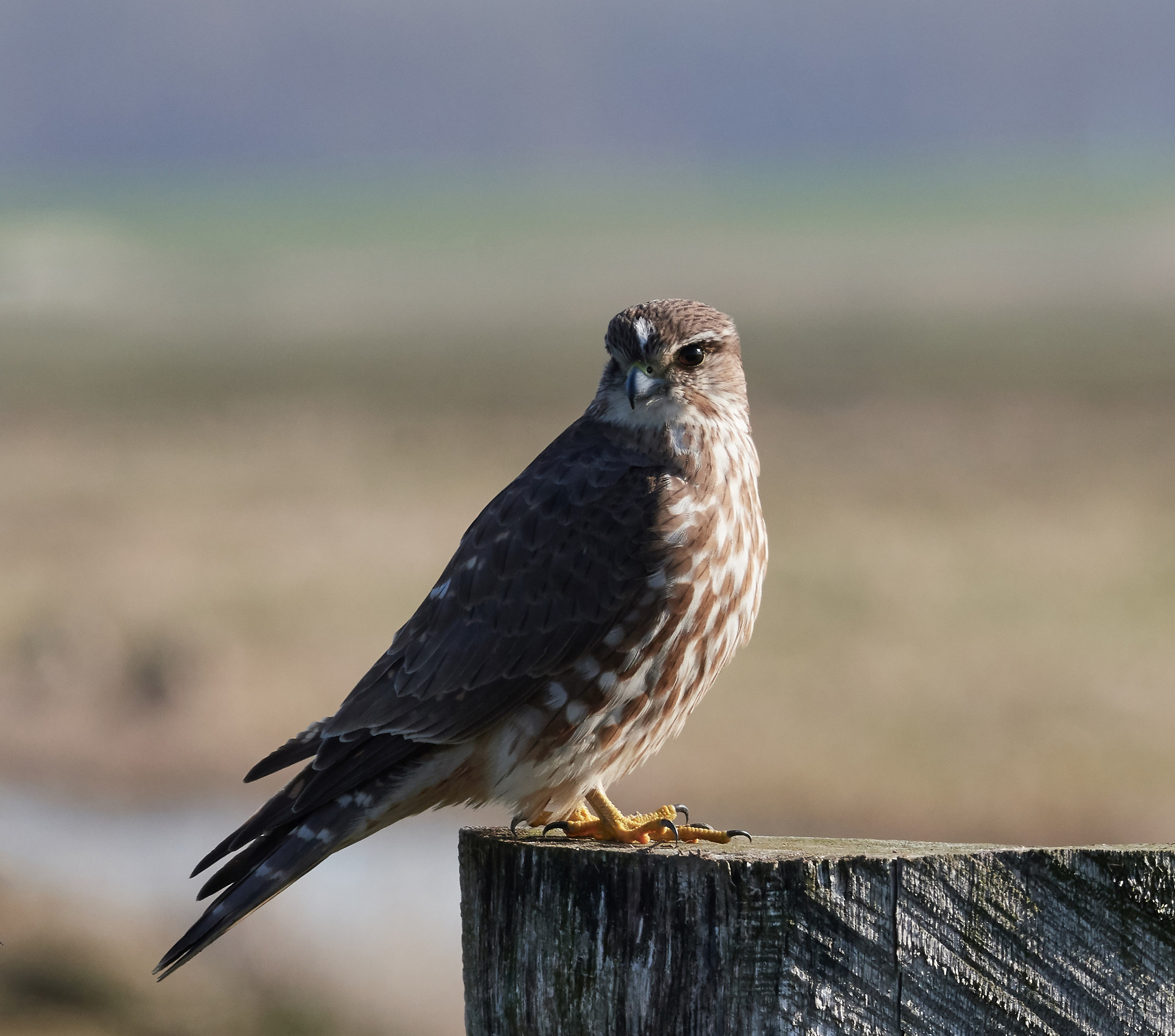 Merlin mattina presto luce del sole