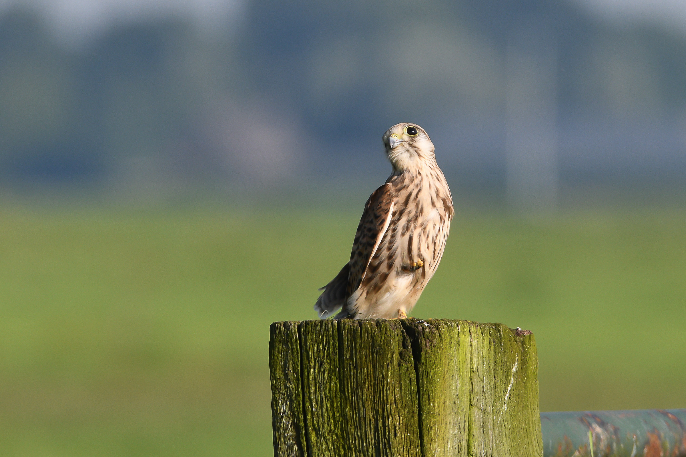 Gheppio giovanile che prende il sole