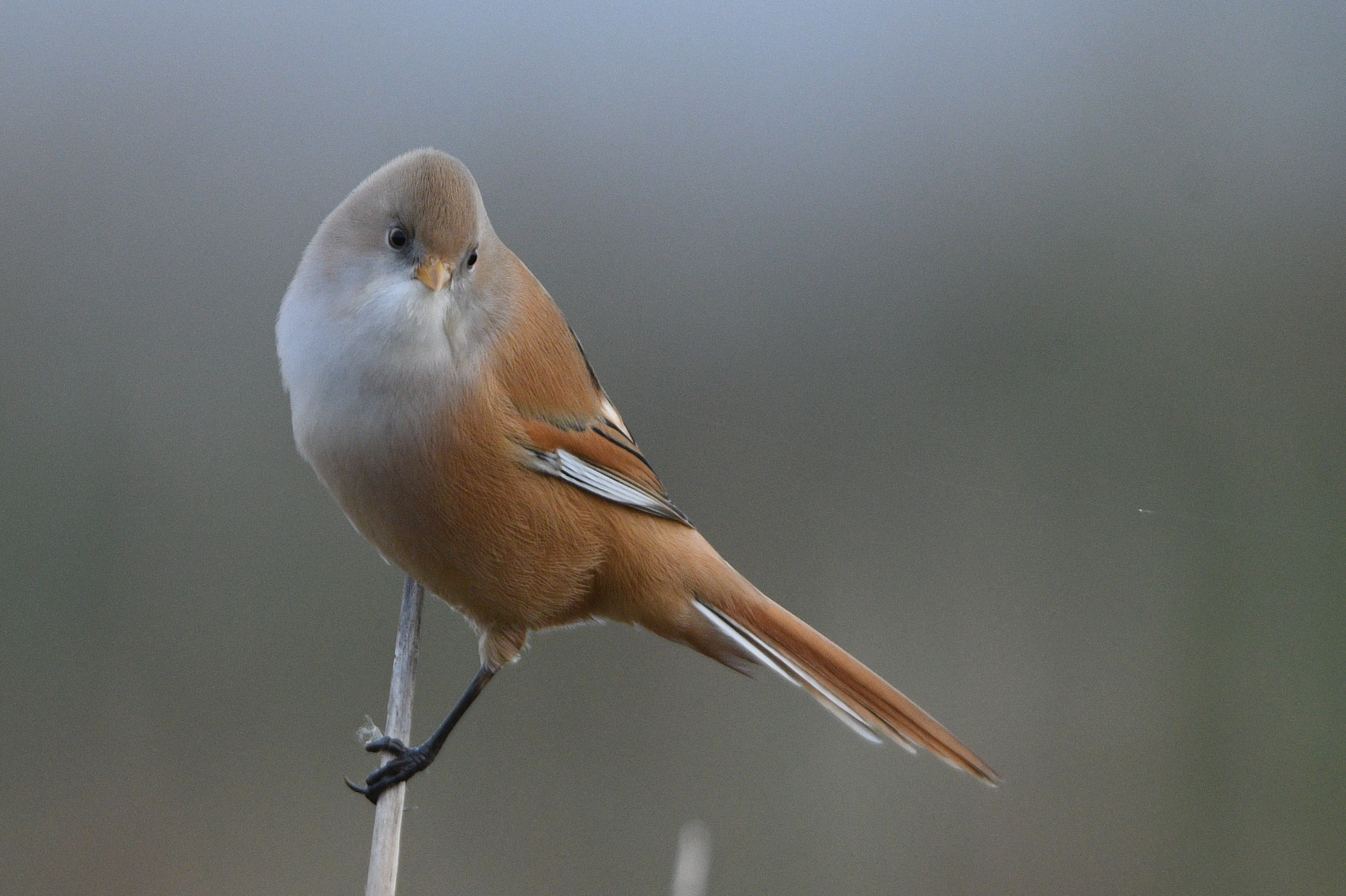 Tit barbuto femminile
