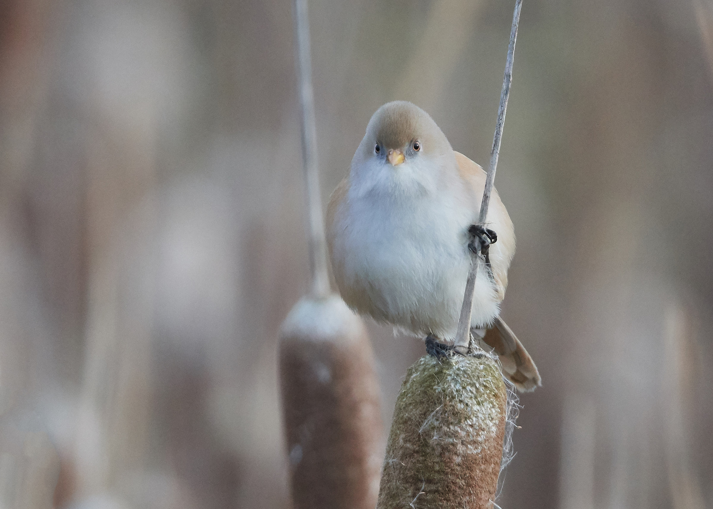 Tit barbuto femminile