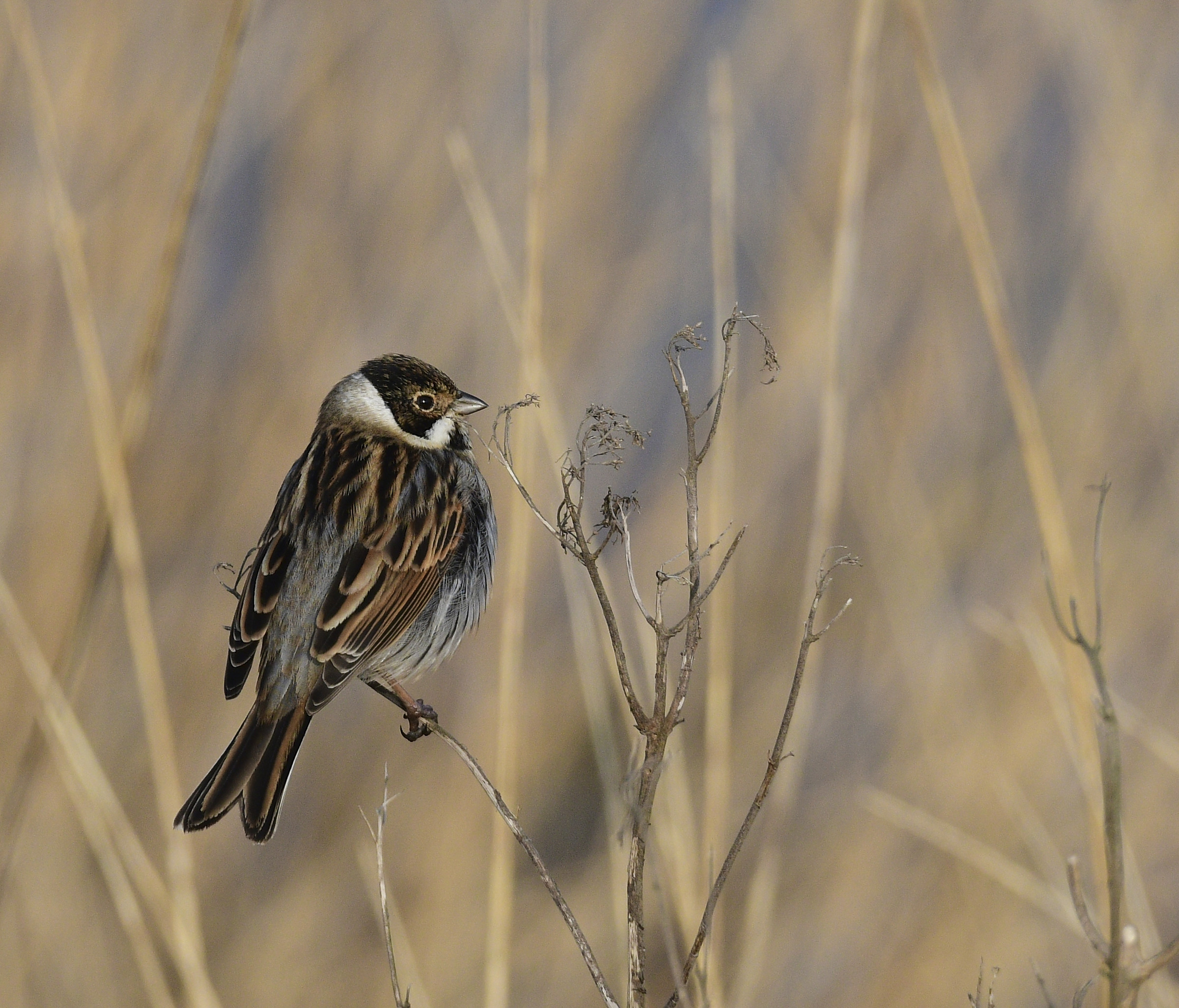 Bunting comune maschio della canna