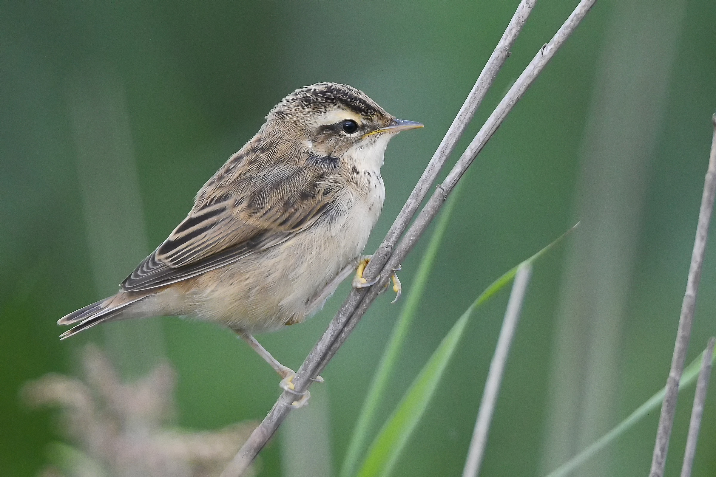 Giovanile carice padovana