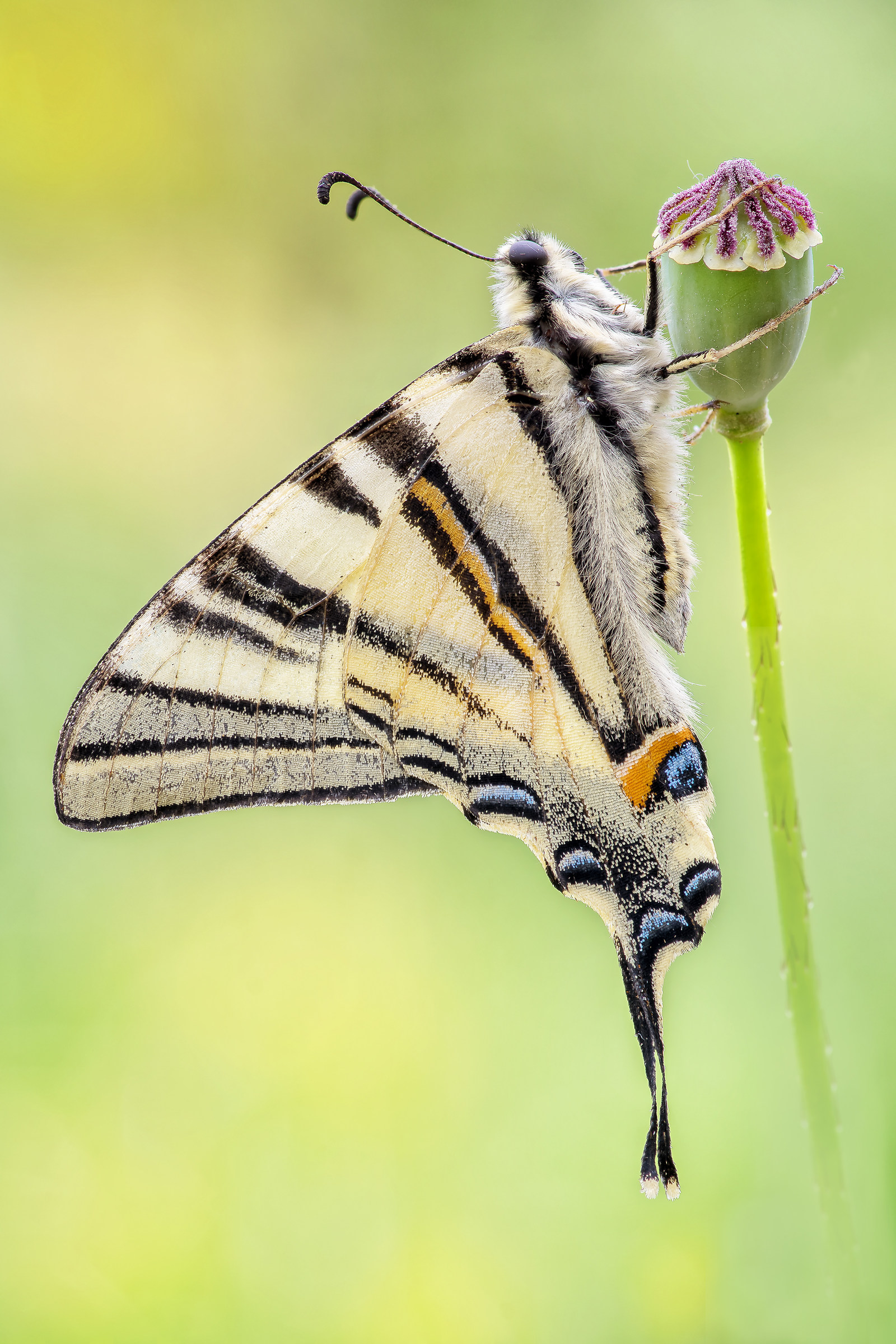Iphiclides podalirius (Linnaeus, 1758)