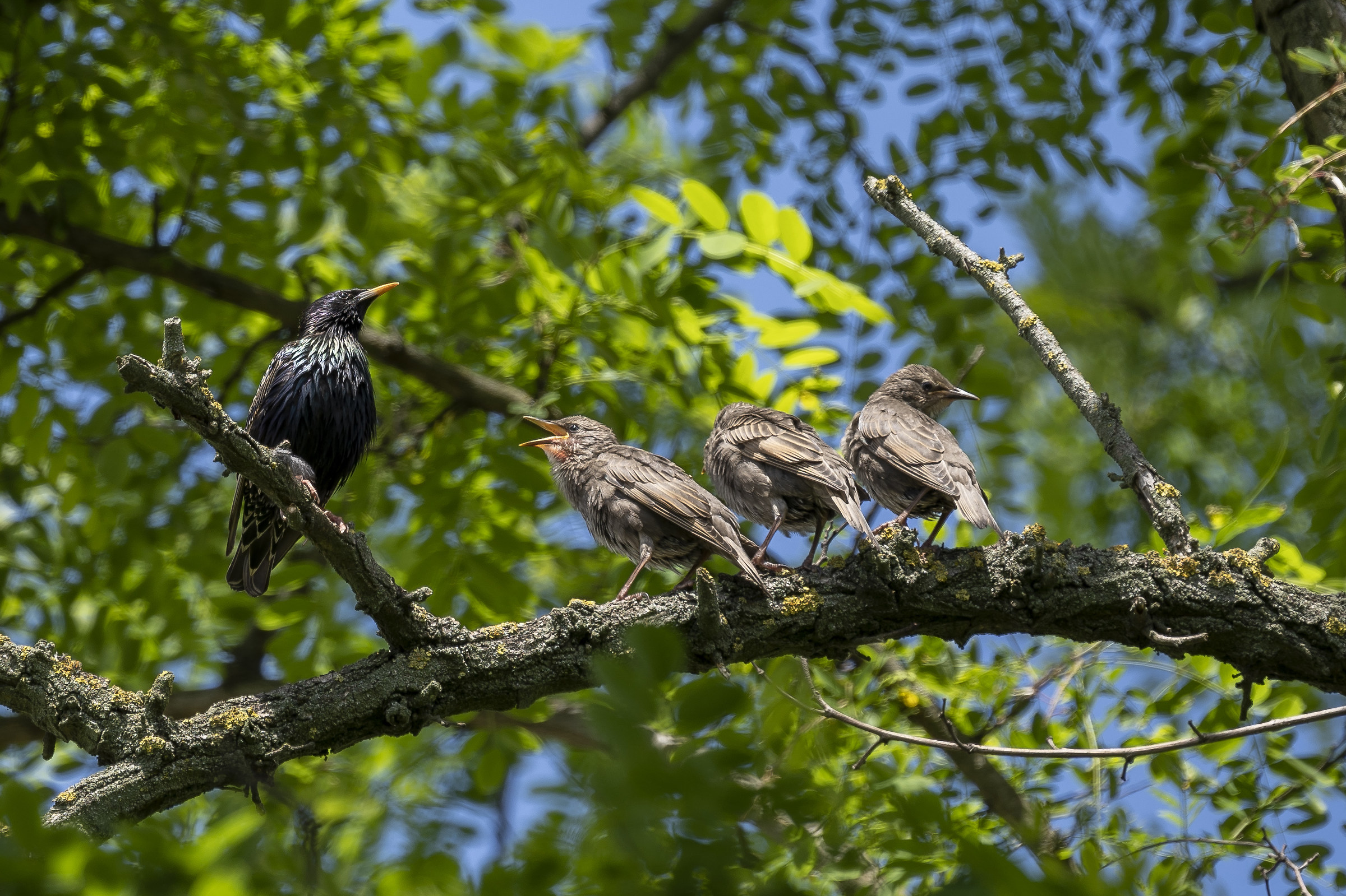oggi lezione di volo, siete pronti?