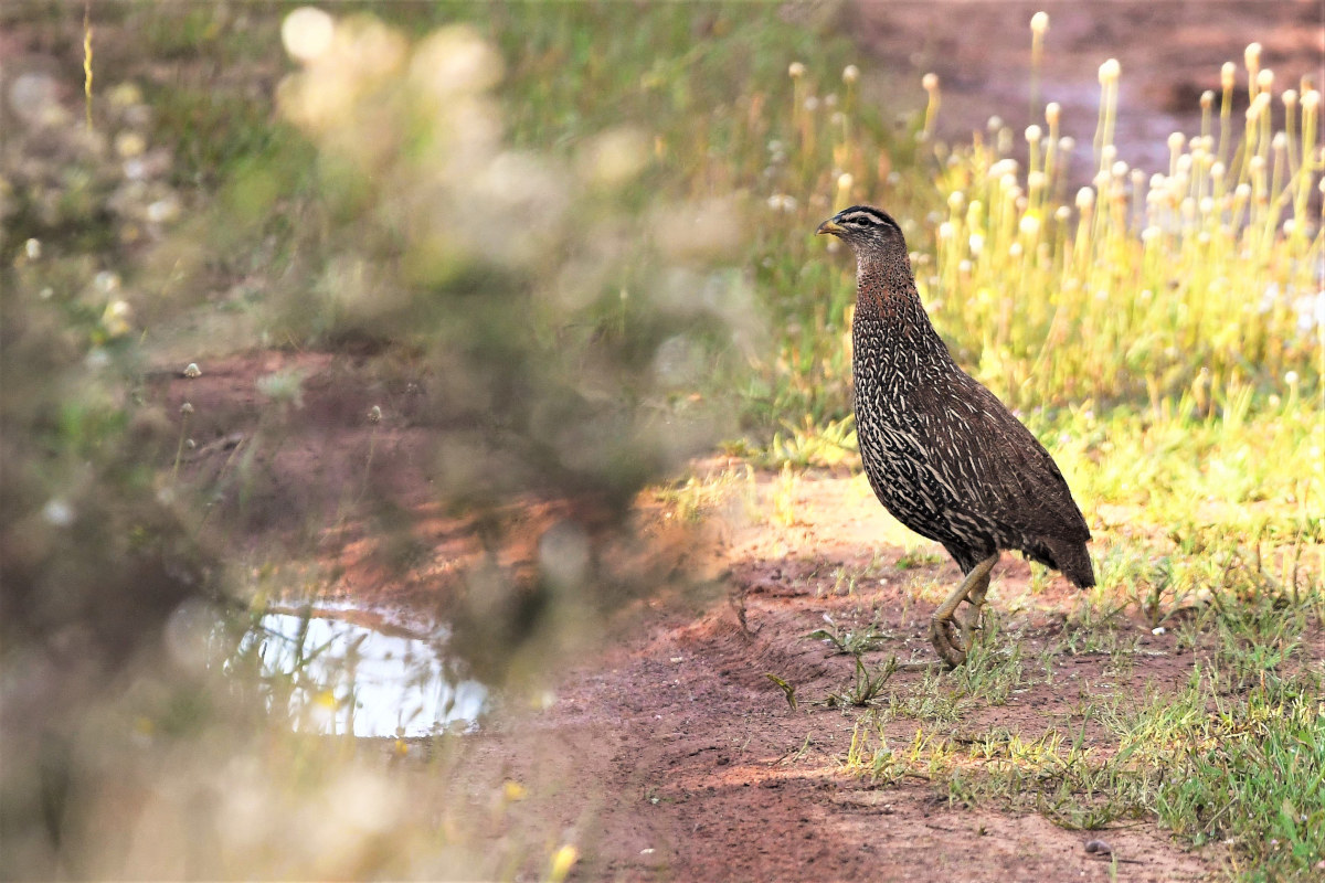 francolino bisperonato, pternistis bicalcaratus.